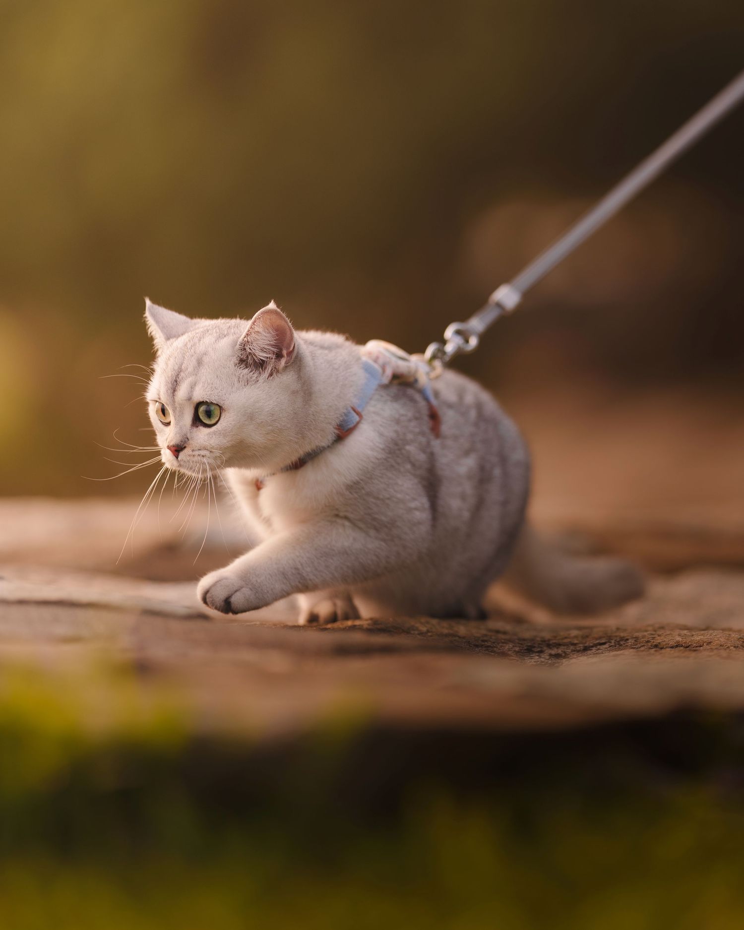 White cat on a leash crouches down in an outdoor setting at sunset.