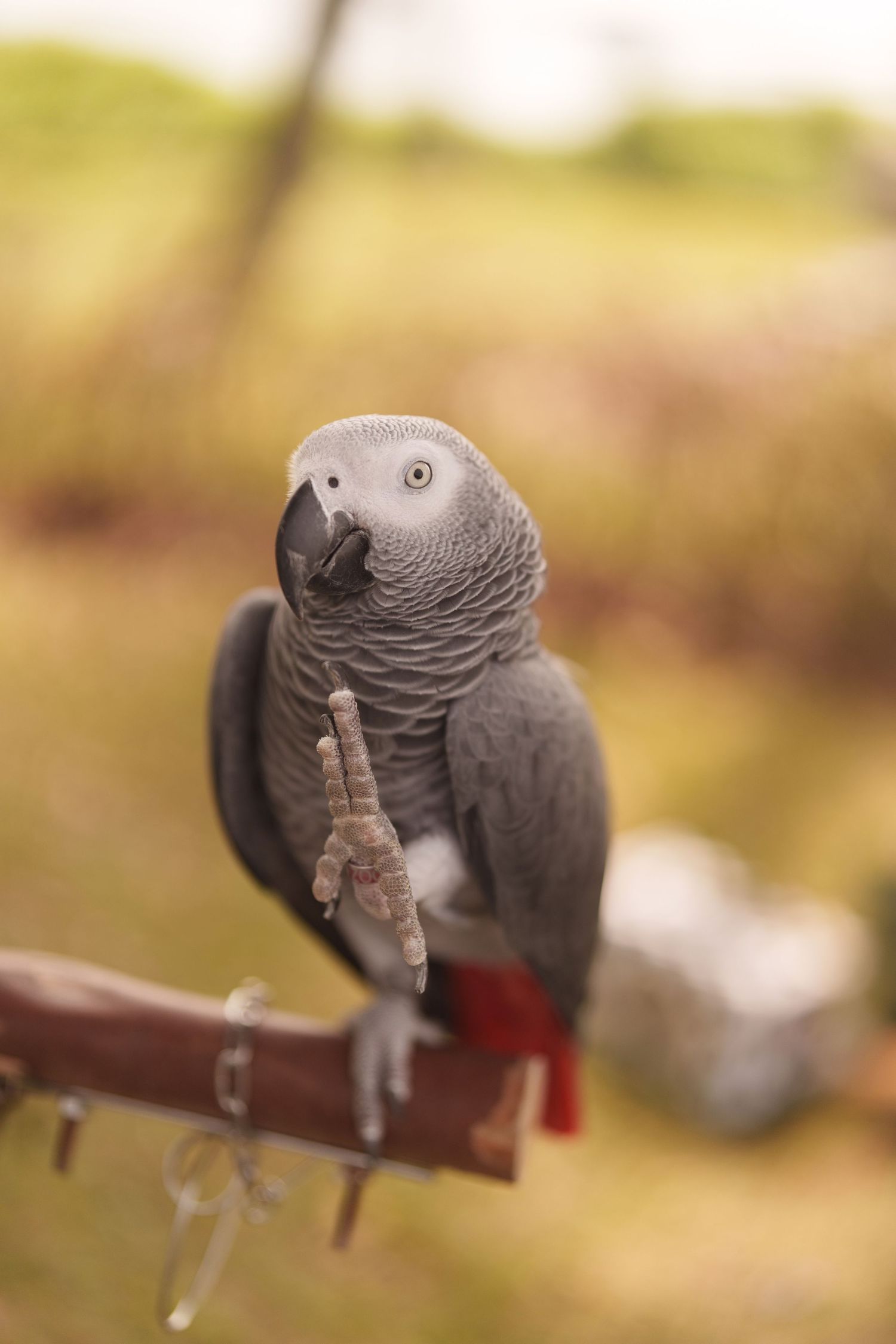African grey parrot perched on a wooden pole with blurred natural background in soft golden light.
