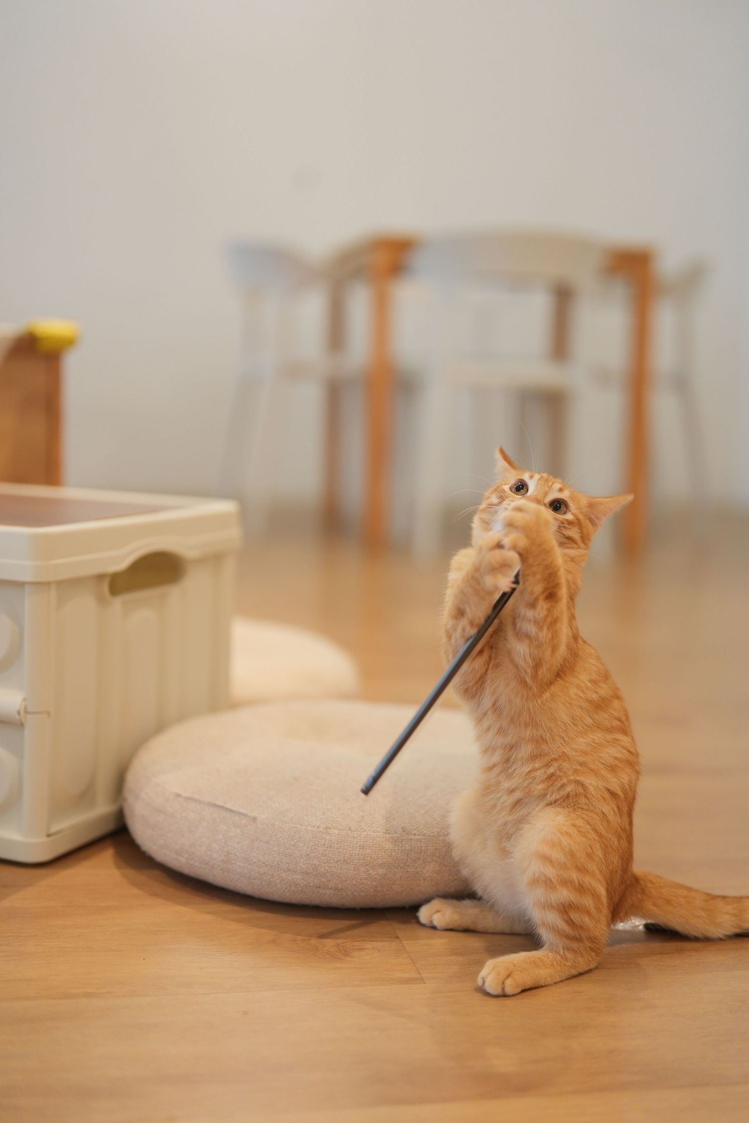 An orange cat playfully swats at a mechanical wand toy while lounging on a beige cushion on a hardwood floor.