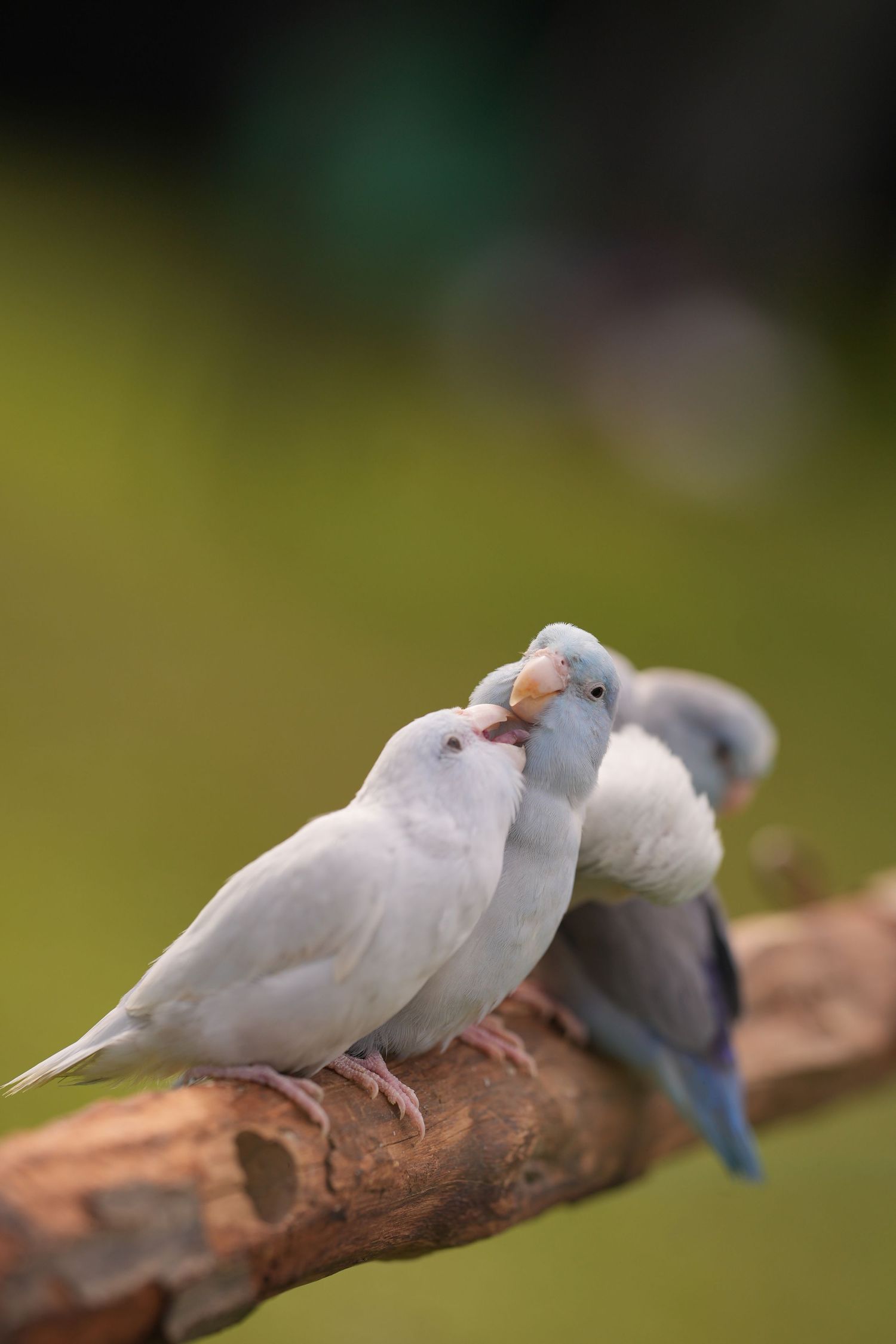 Two white love birds perched on a wooden branch with soft blurred background.