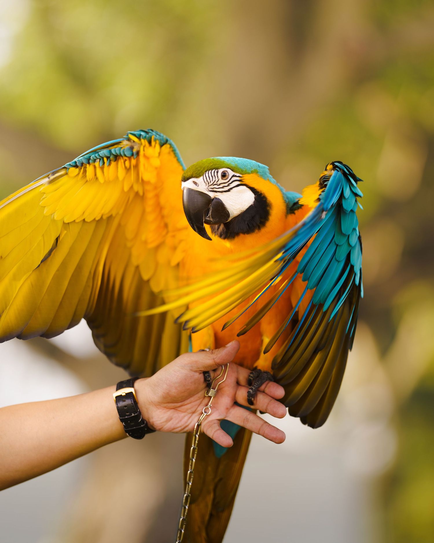 Macaw parrot displaying vibrant yellow and blue wings while being handled.