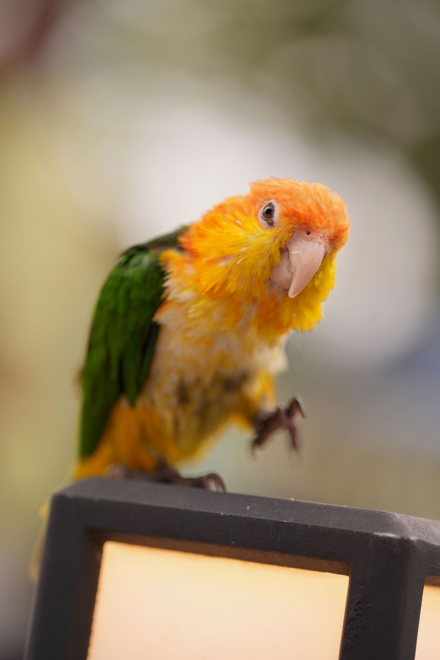 A small orange and green sun conure parrot perched on a dark ledge with a blurred background.