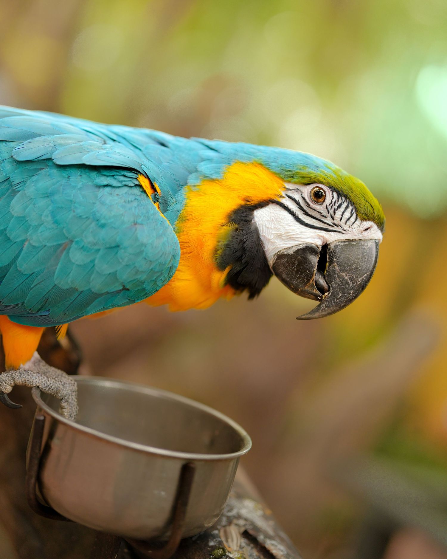 Blue and gold macaw parrot looking closely at a metal food bowl against blurred natural background.