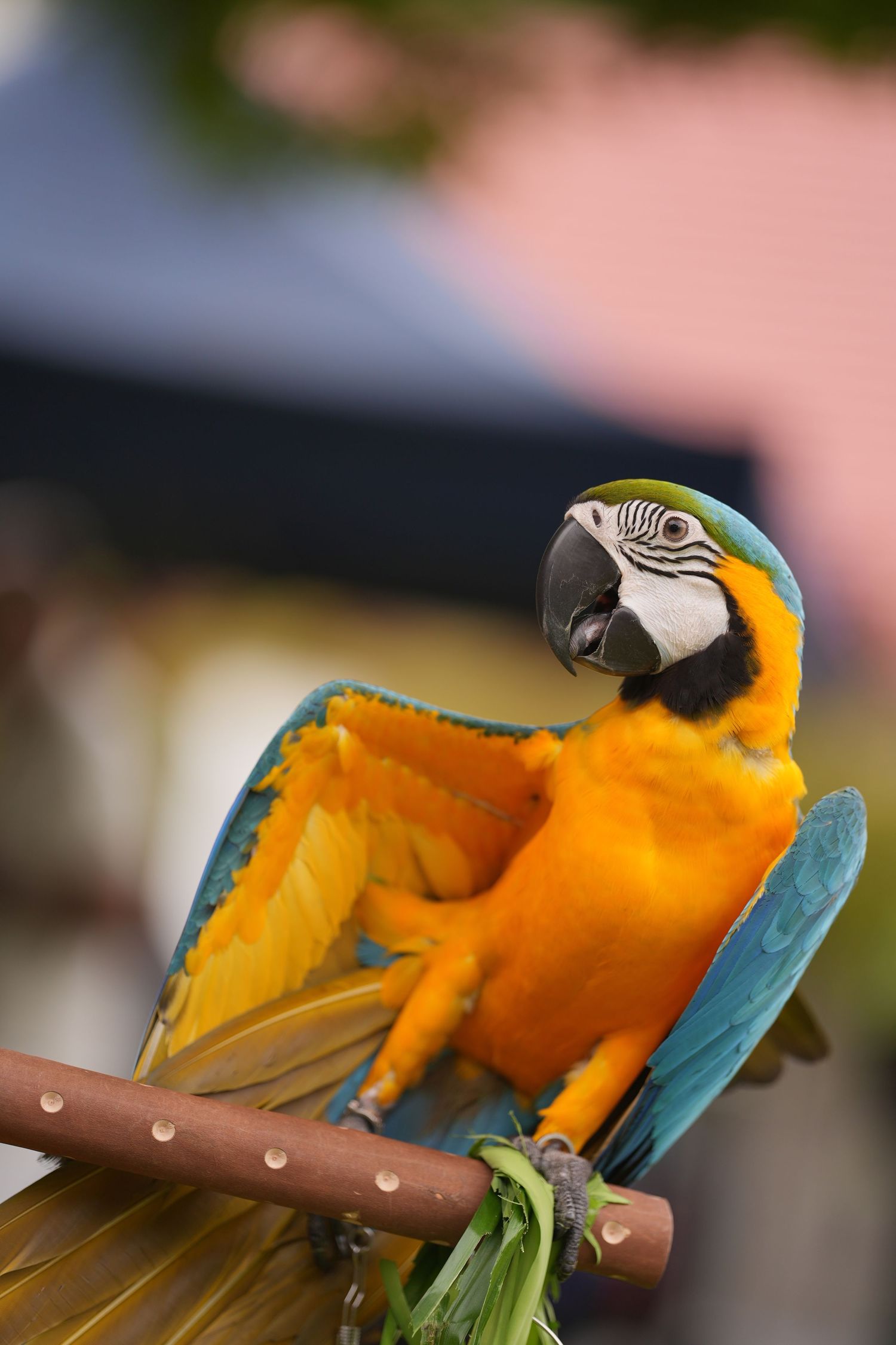 Close-up sequence showing a vibrant blue and gold macaw parrot perched on a wooden branch against a blurred background.