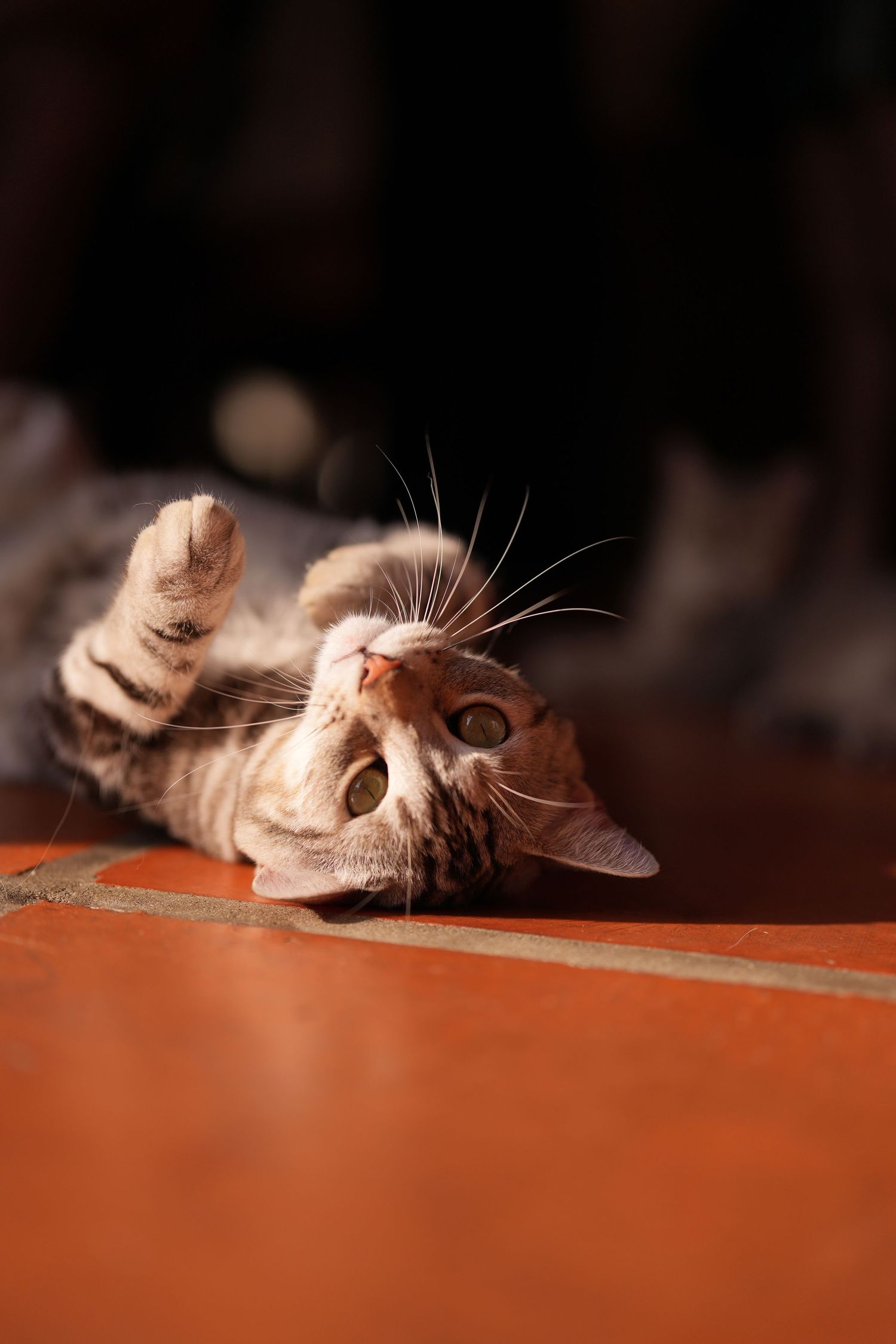 A playful grey cat lies upside down on an orange floor, showing its whiskers and bright eyes in a relaxed pose.