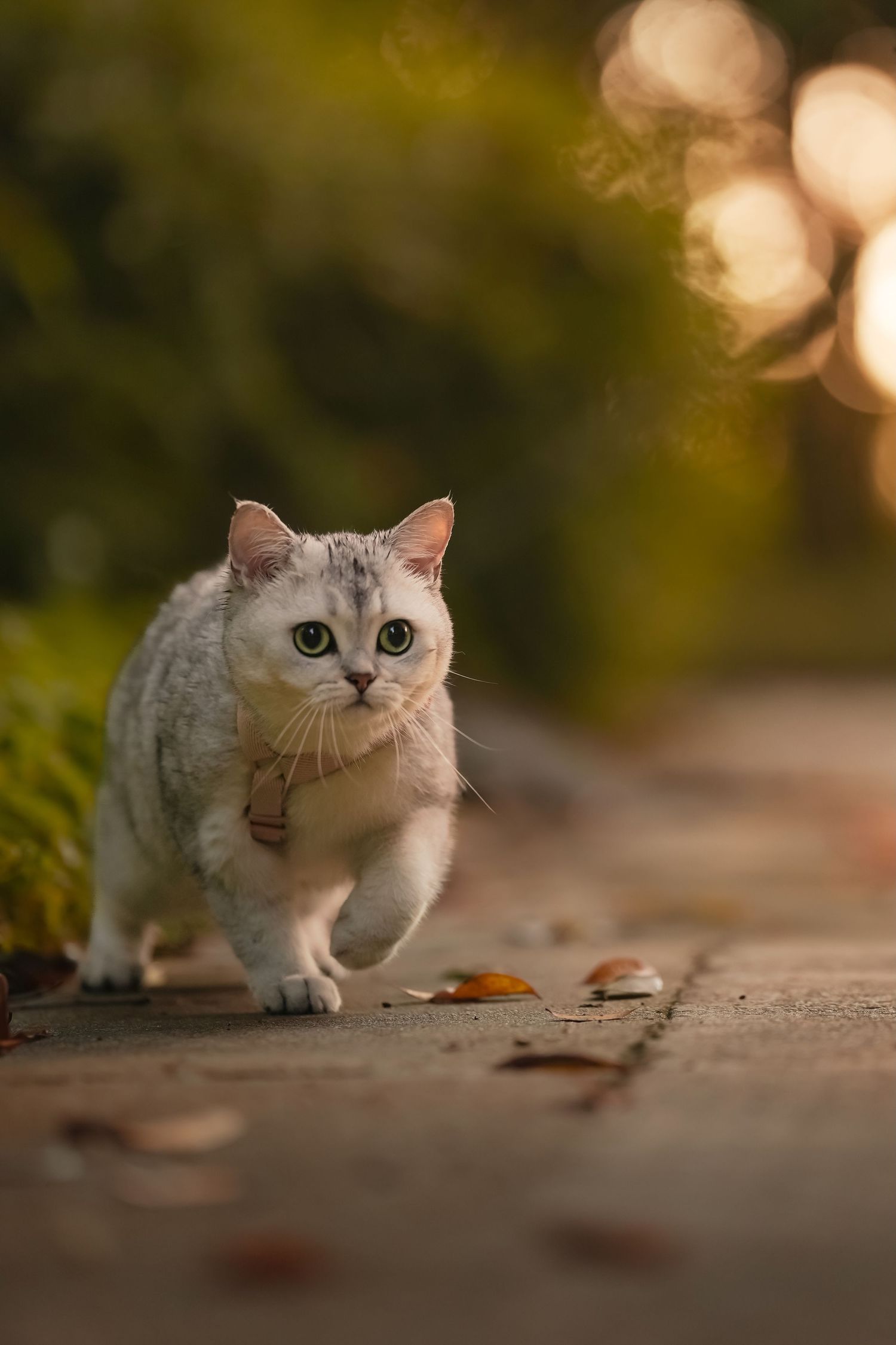 A silver British Shorthair cat with striking blue eyes walks along a path with autumn leaves and bokeh background lighting.