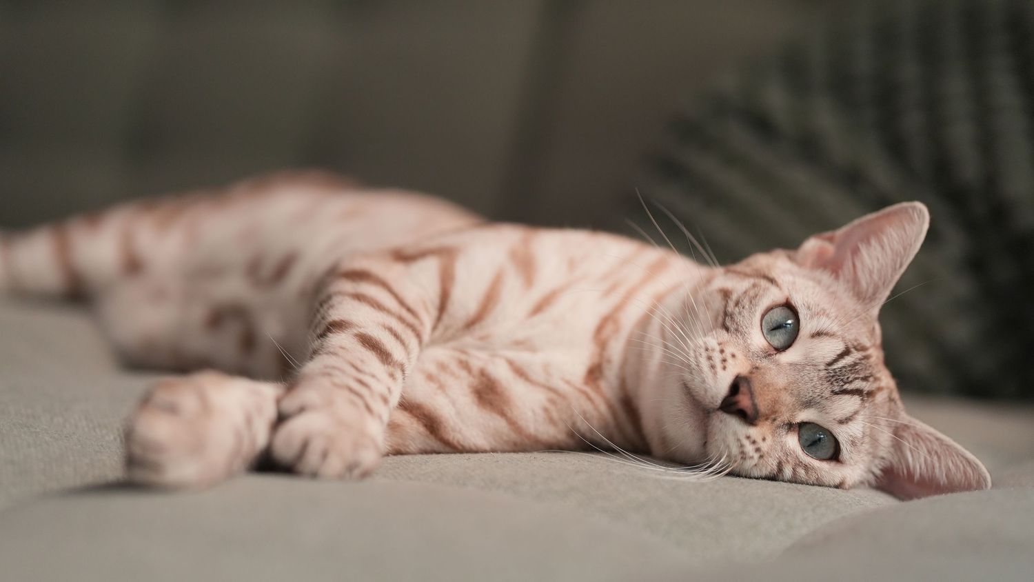 A cream colored Scottish Fold cat lounges lazily on its side while resting on a beige surface.