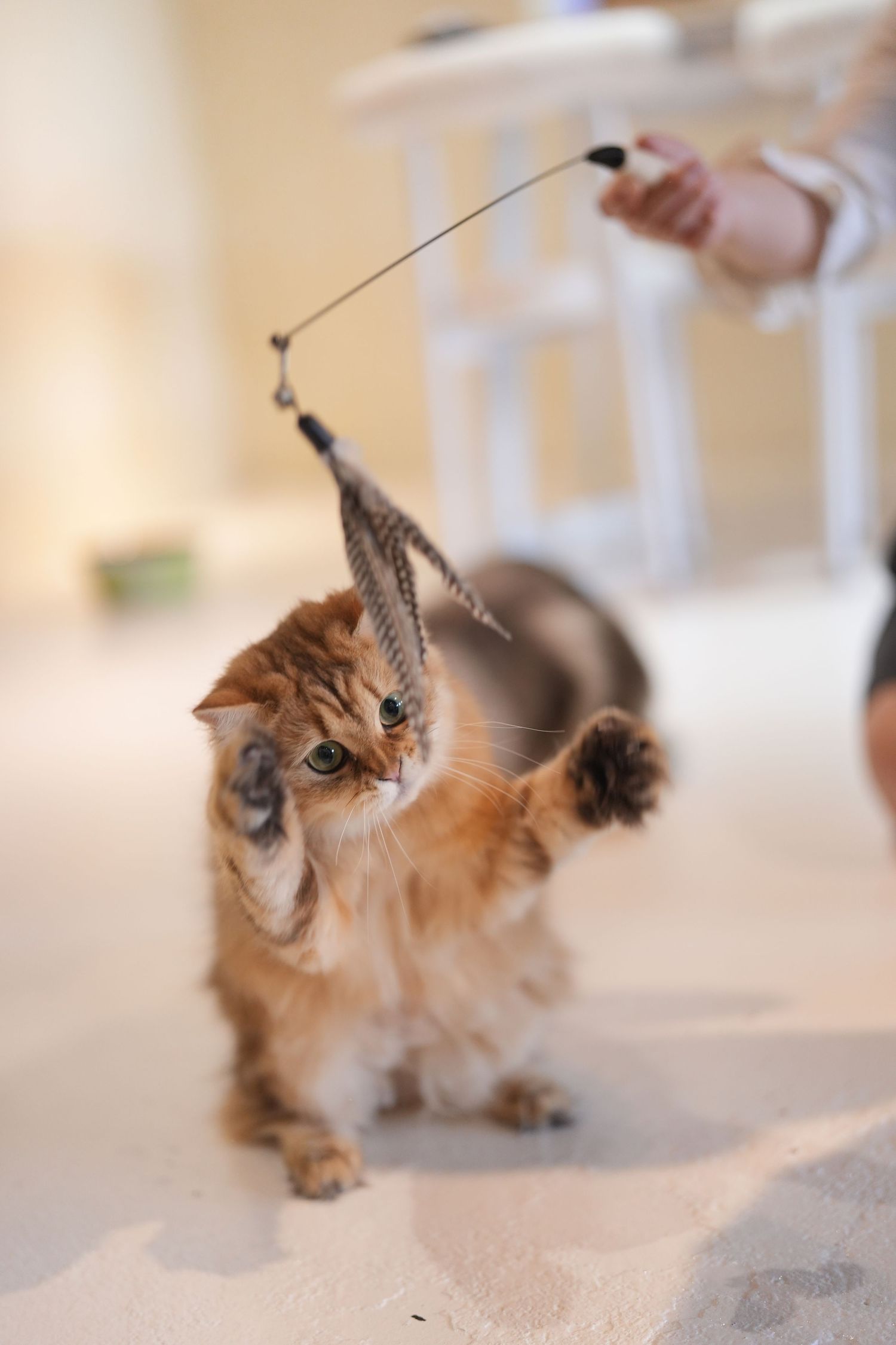 Fluffy ginger cat playfully reaching for a dangling cat toy held by someone out of frame.