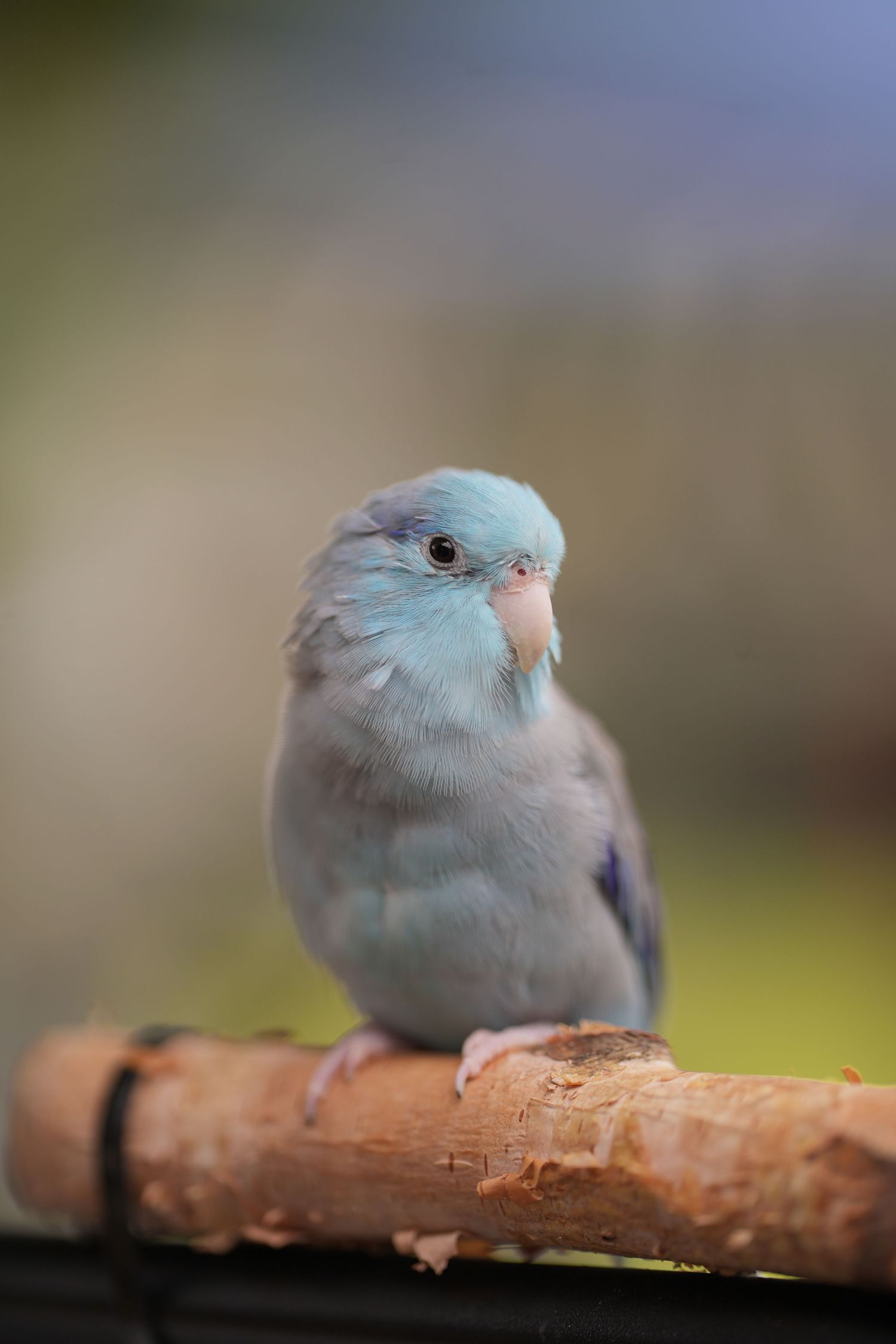 A small blue and gray Pacific parrotlet bird perches on a wooden branch against a blurred nature background.