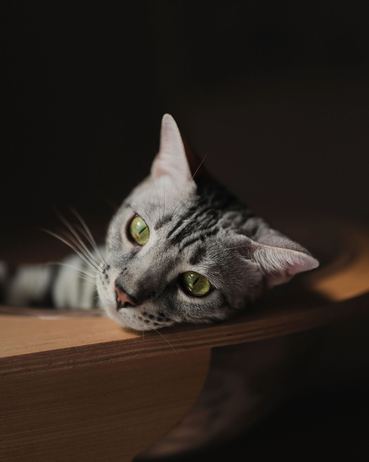 A gray tabby cat with bright green eyes peeks curiously over a wooden surface in dramatic lighting.