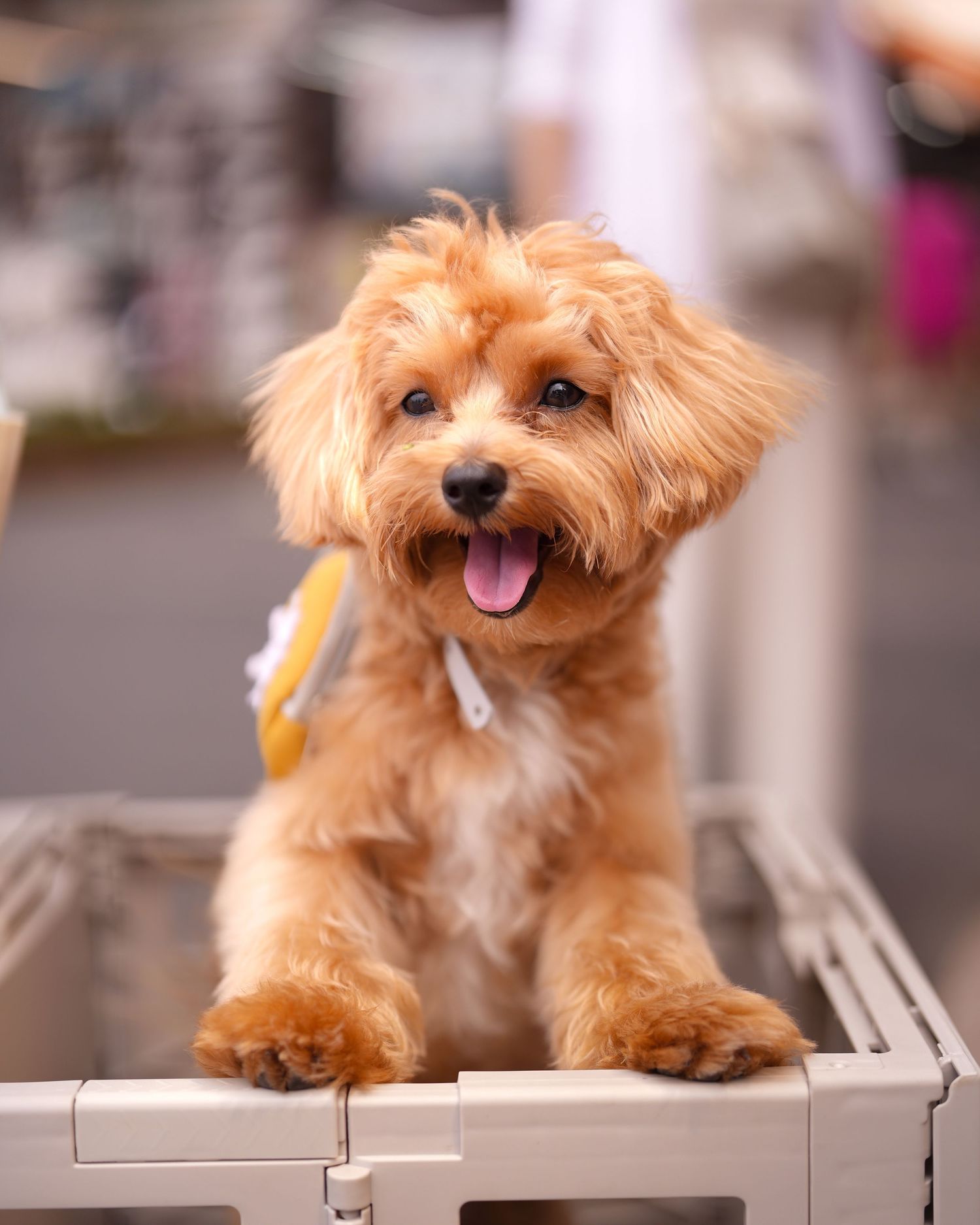 Adorable golden-brown Maltipoo puppy smiling while sitting on a grooming table.