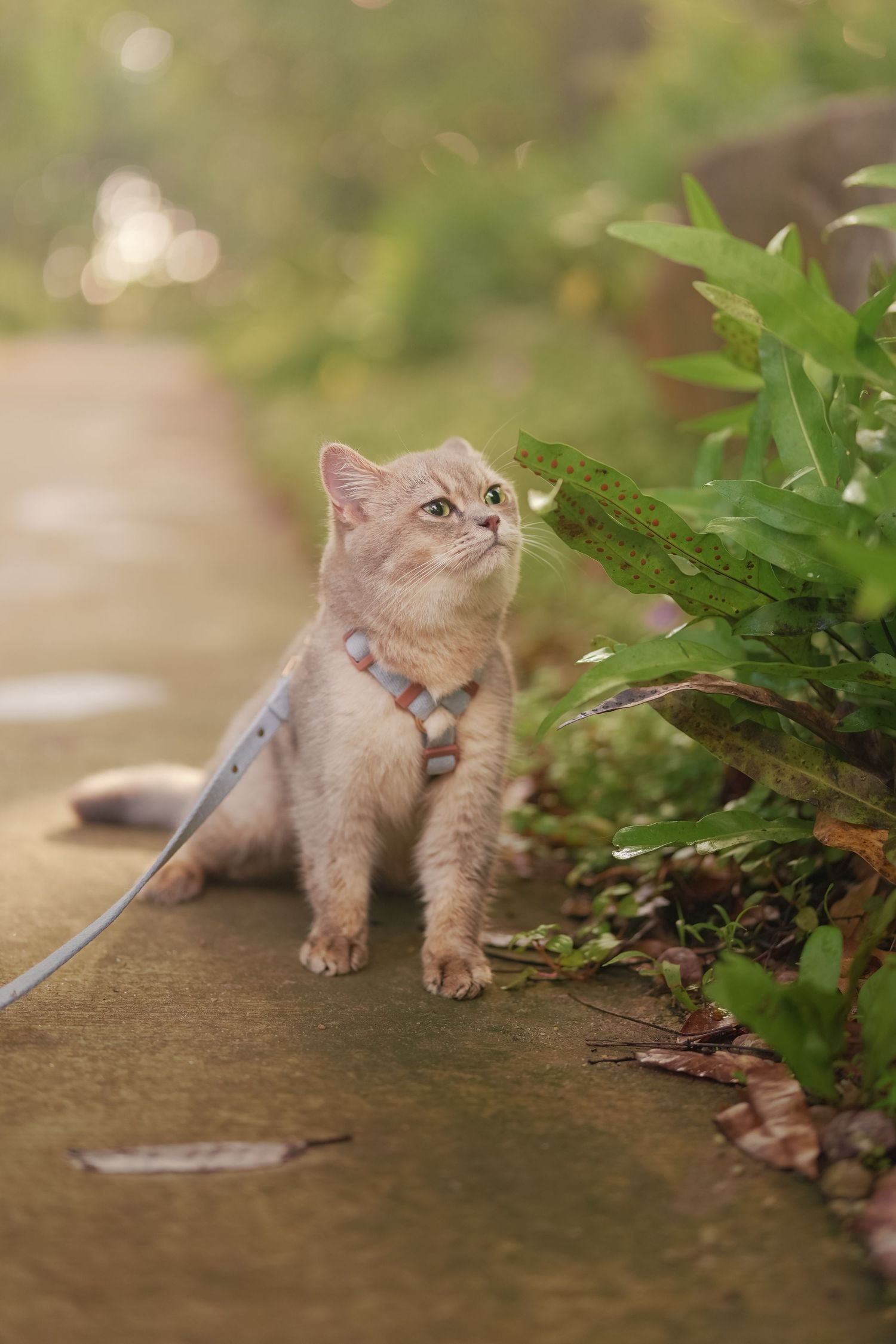 Curious beige cat on blue leash exploring among green plants and leaves in garden.