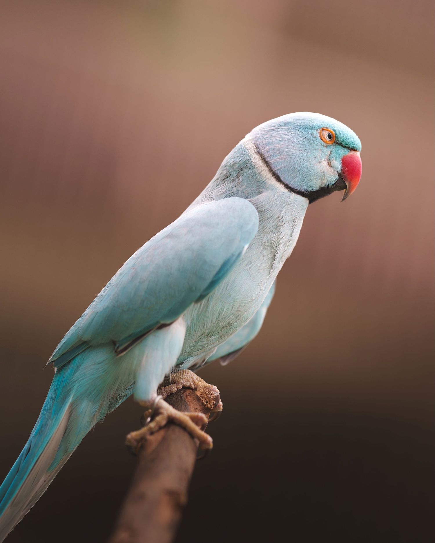 Light blue Indian Ringneck parrot perched on thin branch against blurred brown background.