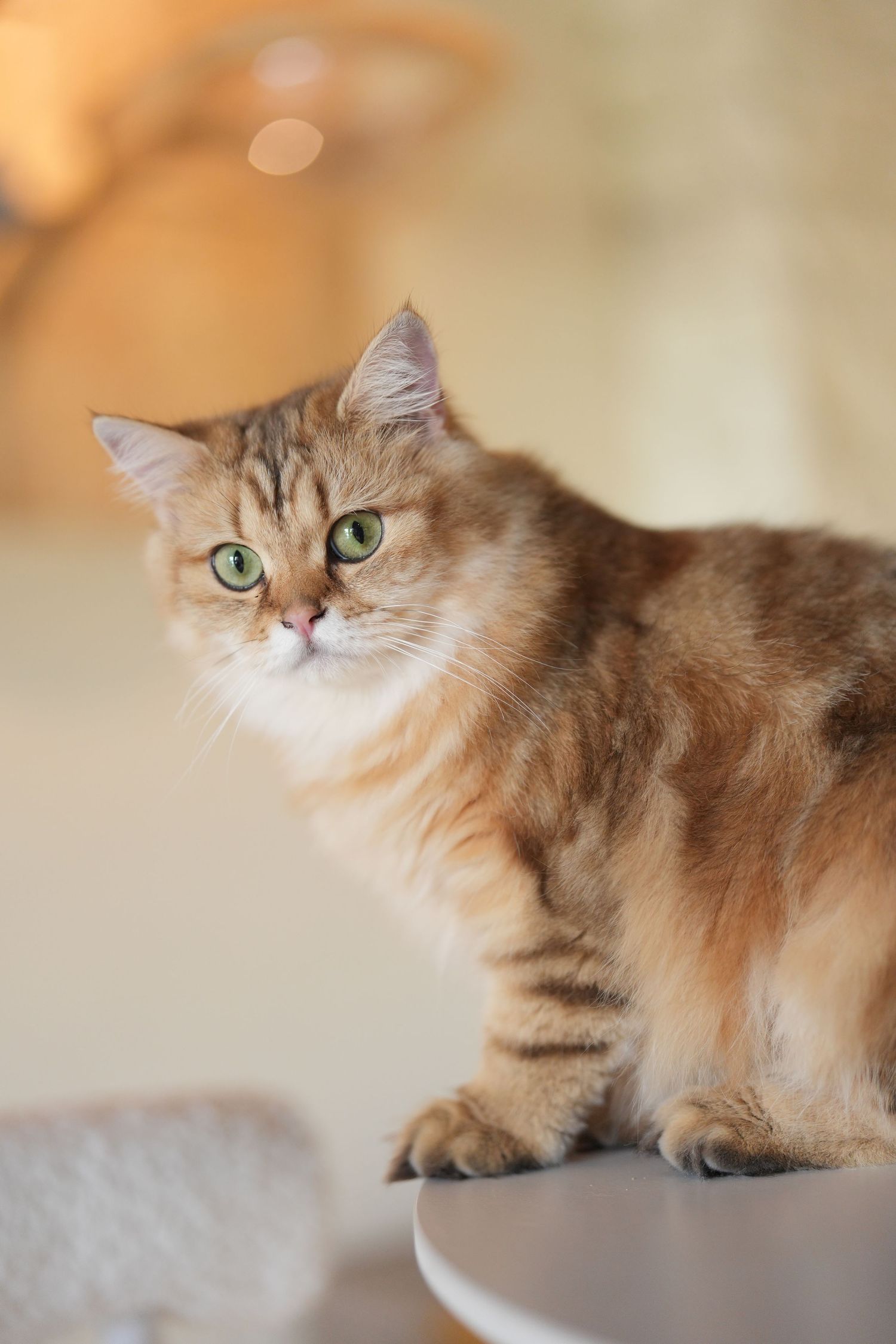 Golden brown Persian cat with striking green eyes lounges gracefully in a soft-focus portrait series.