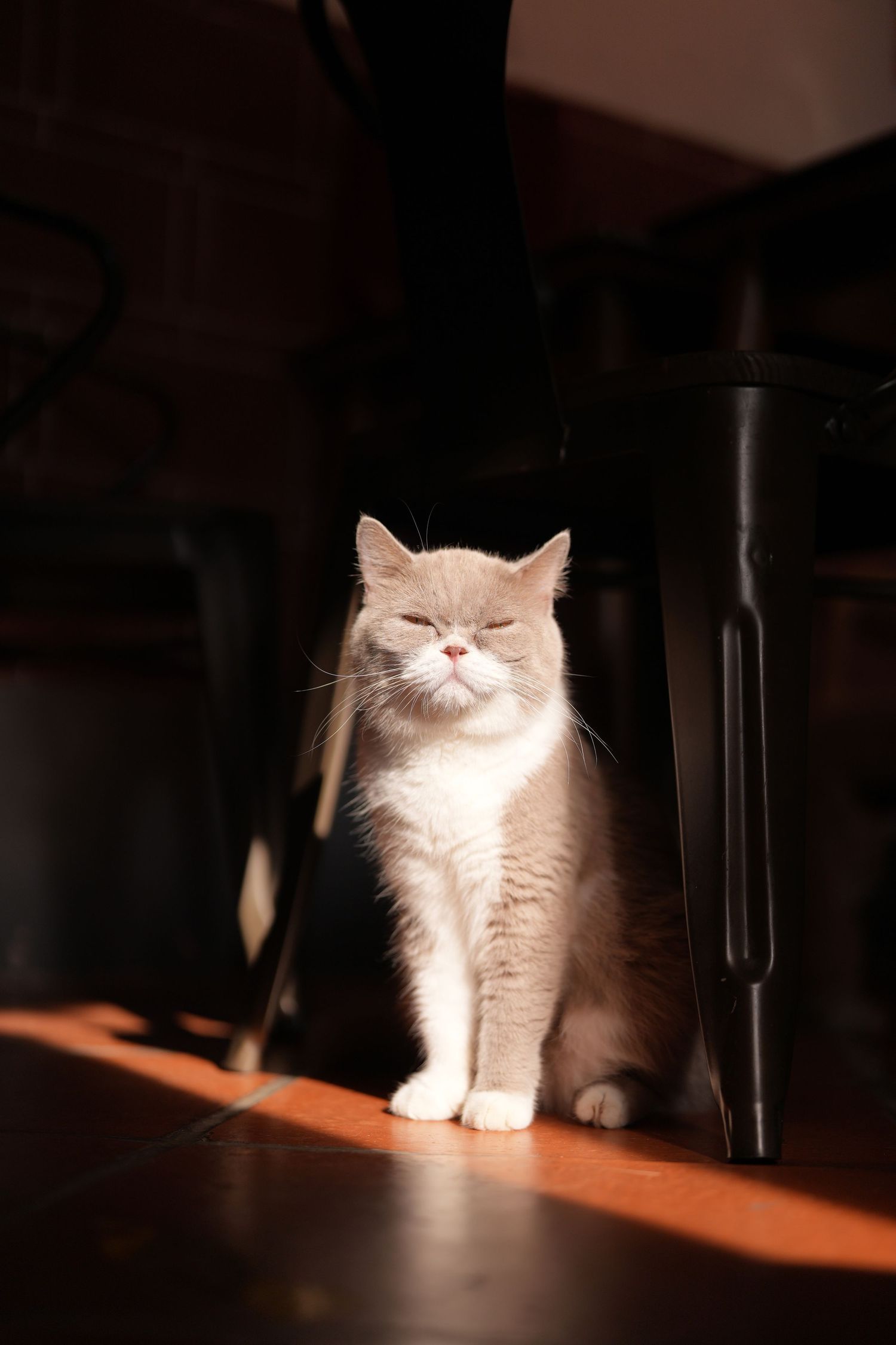 Cream-colored cat sits regally in a sunbeam while casting a judging look in a dimly lit room.
