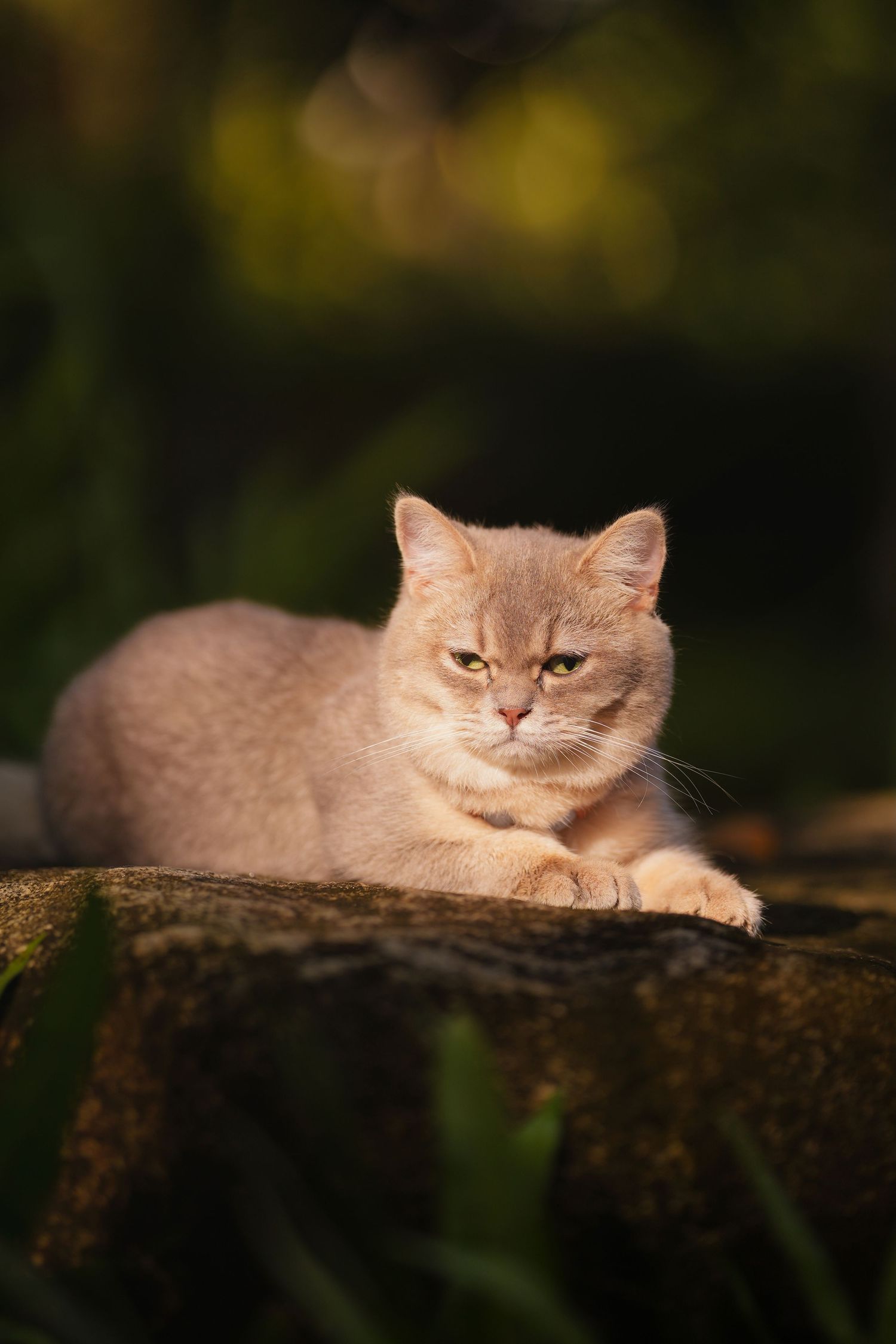 A cream-colored cat lounges on a log in warm sunlight with a blurred natural background.