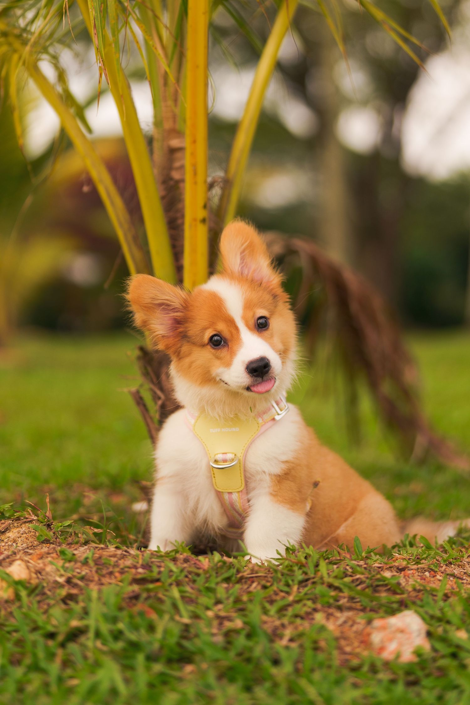 Adorable Pembroke Welsh Corgi puppy lying in grass under bamboo stems with sunlit trees in background.
