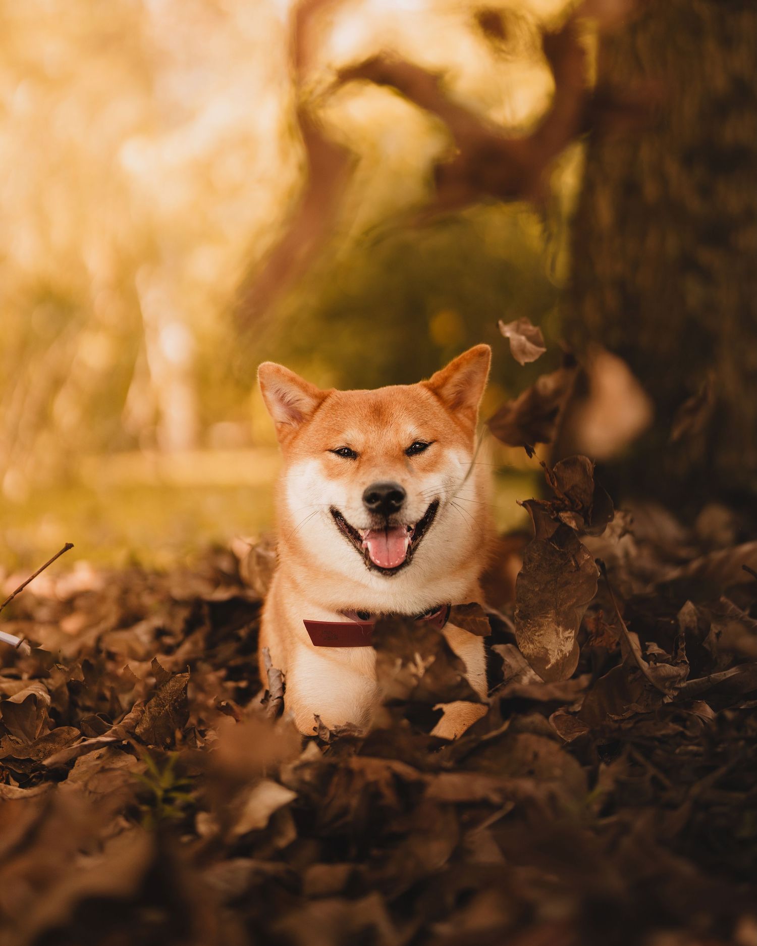 Happy Shiba Inu dog with bow tie lying in autumn leaves.