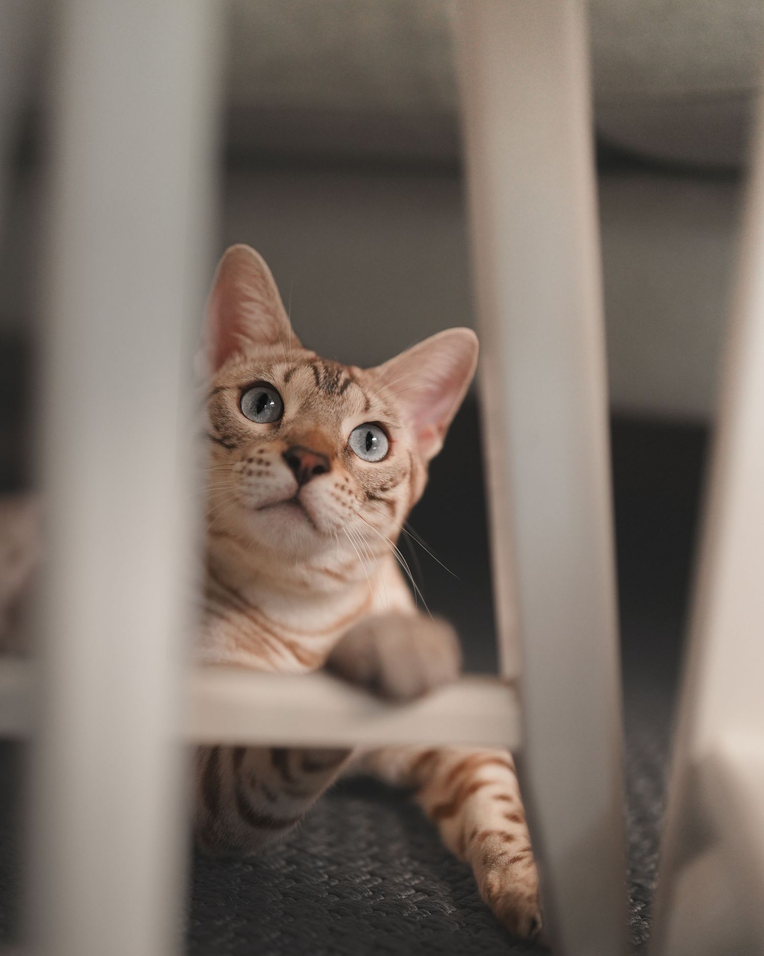 Close-up of cat face peeking through white stair railings, showing curious expression and orange markings.