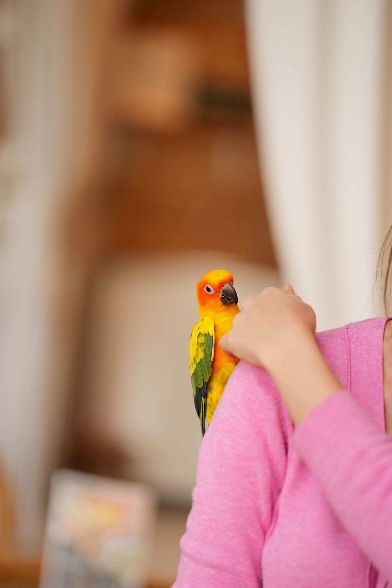 A bright yellow and orange Sun Conure parrot perches on someone wearing a pink sweater in a softly lit indoor setting.