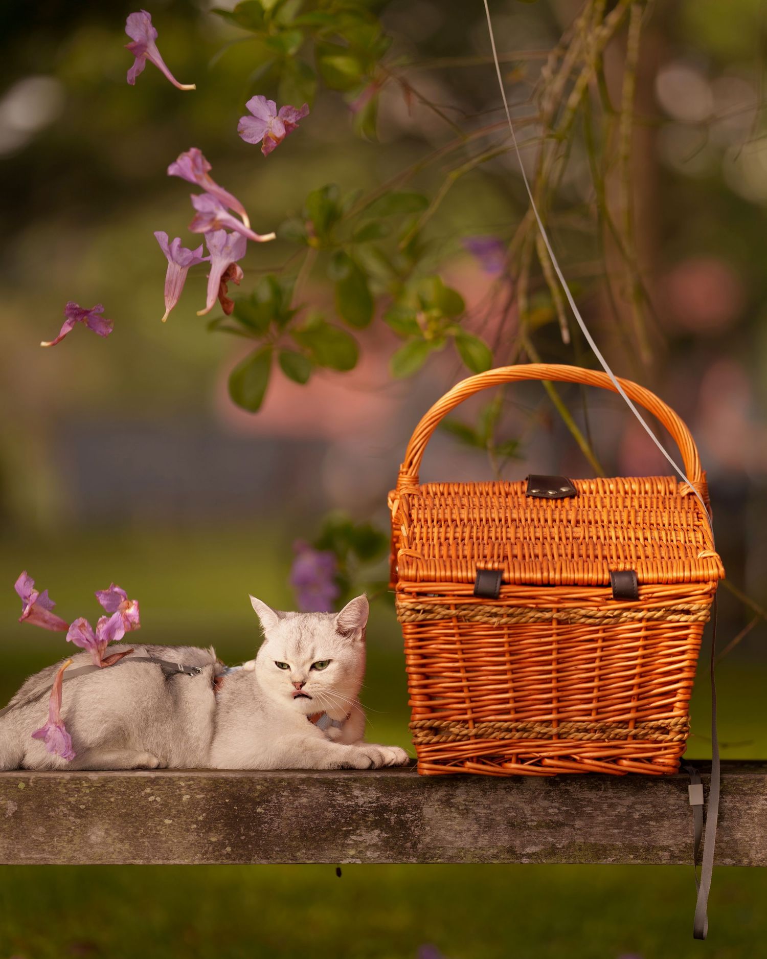 White cat lounging next to a wicker picnic basket on a bench with pink flowers falling in the background.