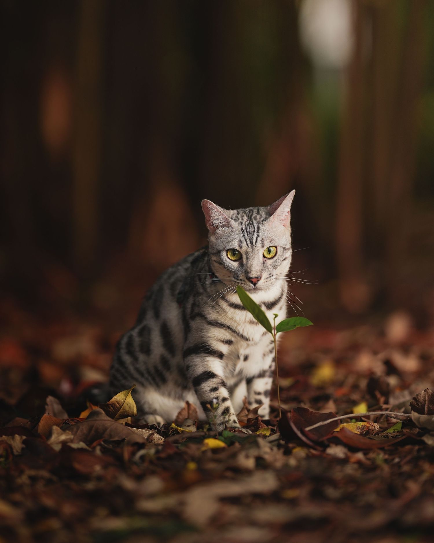 A silver tabby cat sits in fallen autumn leaves while holding a green stem in its mouth, with dark forest backdrop.