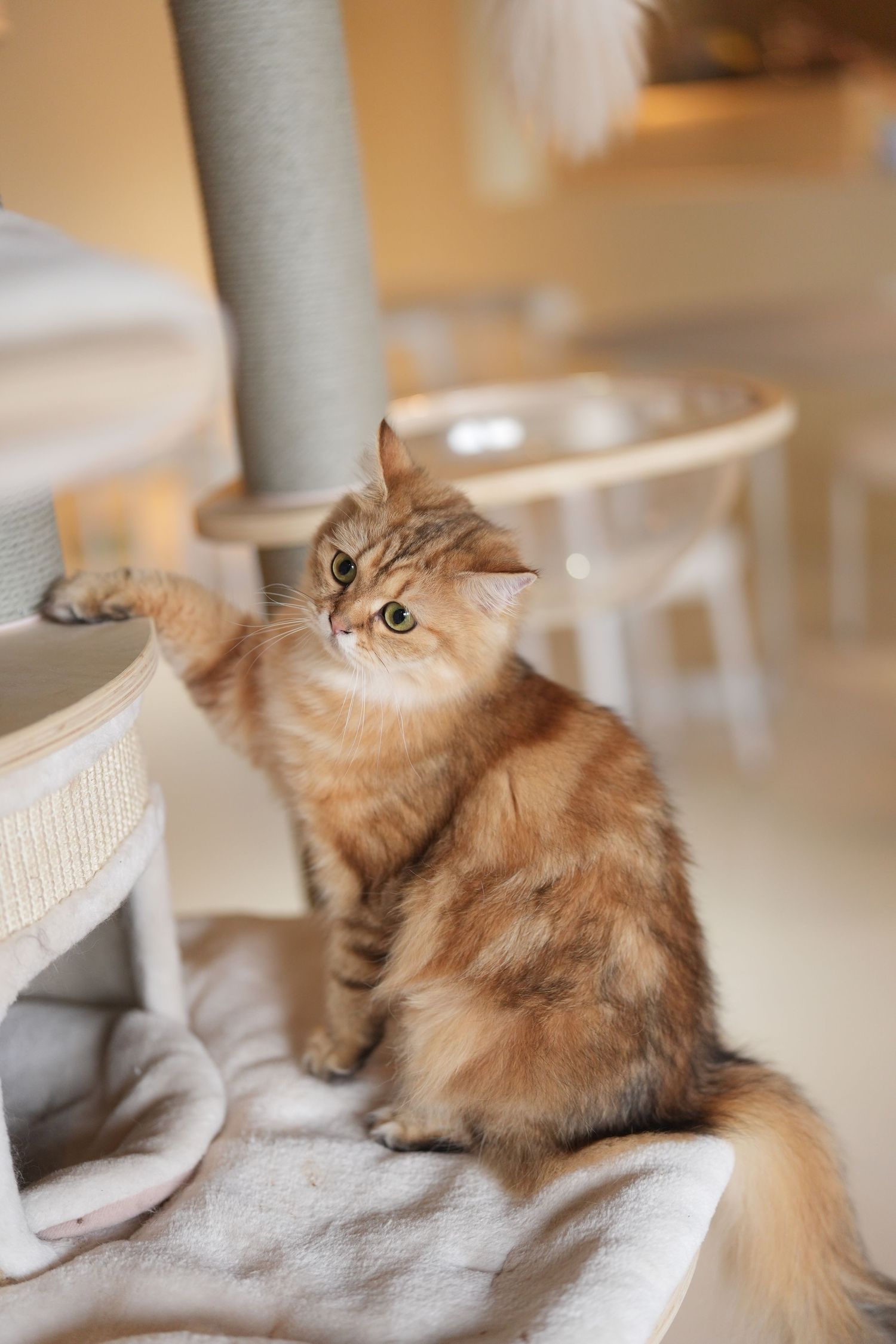 A fluffy golden Persian cat with expressive eyes sits near a white chair in a cozy interior setting.