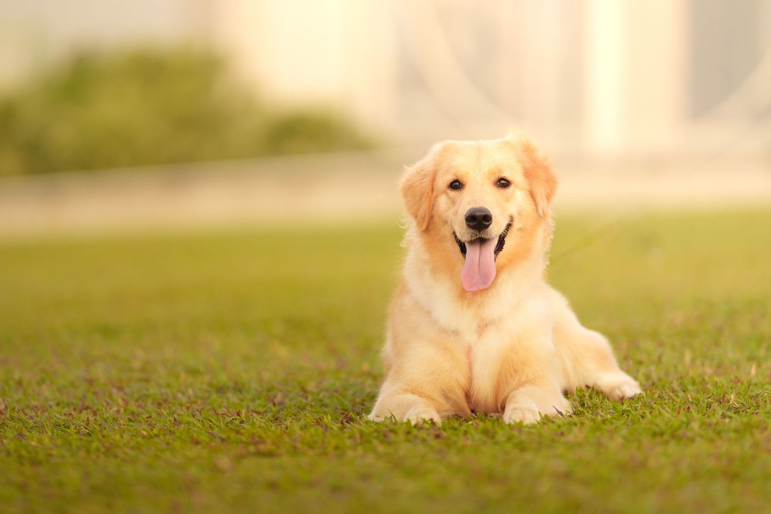 Golden Retriever resting on grass with a gentle smile.