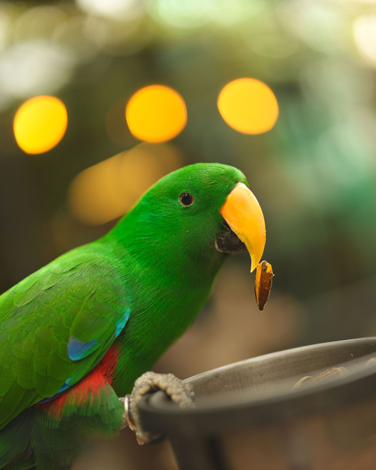 Bright green eclectus parrot holding food in beak with bokeh lights in background.
