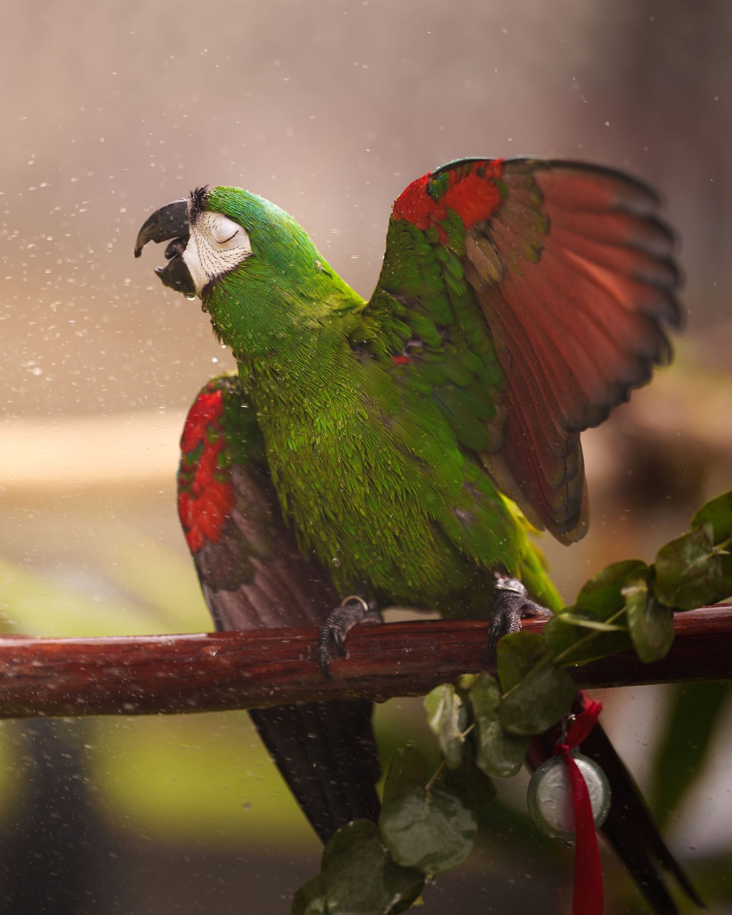 A green and red Hahn's macaw spreads its wings while perched on a branch in soft lighting.