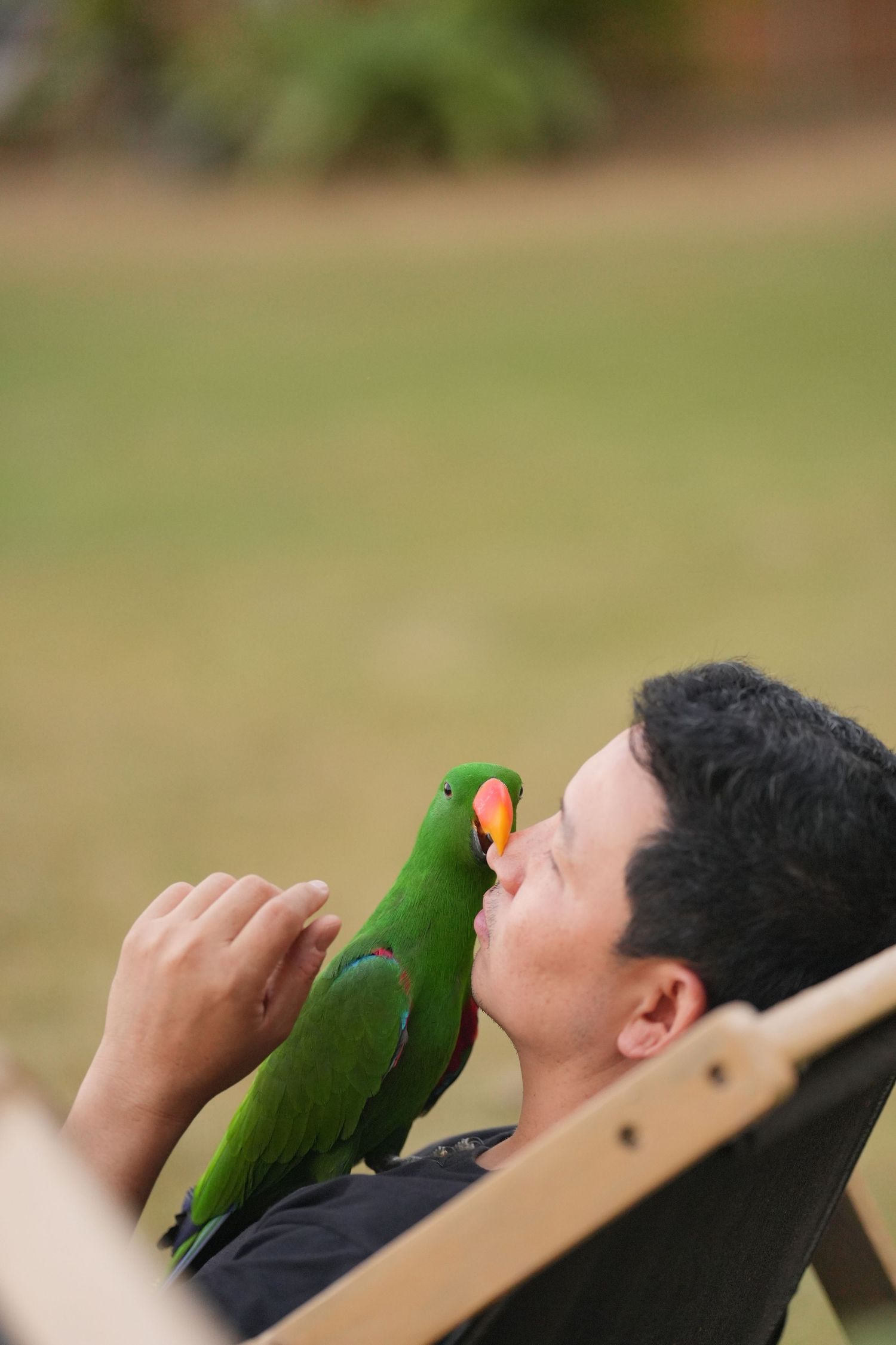 An eclectus parrot with bright green feathers interacts closely with a person relaxing in a wooden deck chair outdoors.