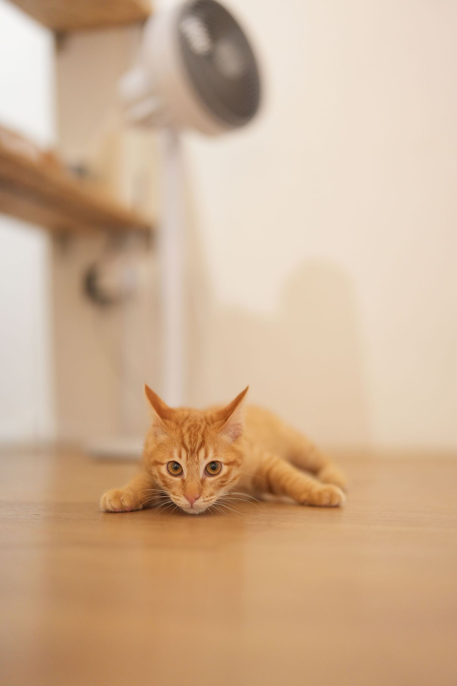Orange tabby cat lying low on hardwood floor in alert hunting position with piercing eyes focused ahead.