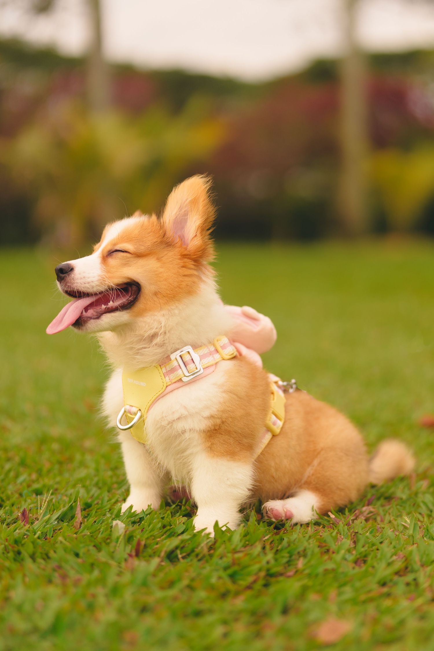 Happy Pembroke Welsh Corgi puppy with pink harness sitting on grass with tongue out and eyes closed.