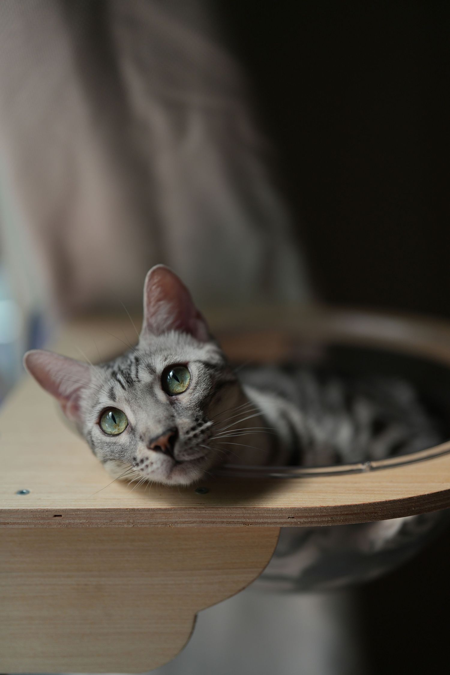 A curious gray cat with bright eyes peeps over the edge of a wooden surface in a series of progressive shots.