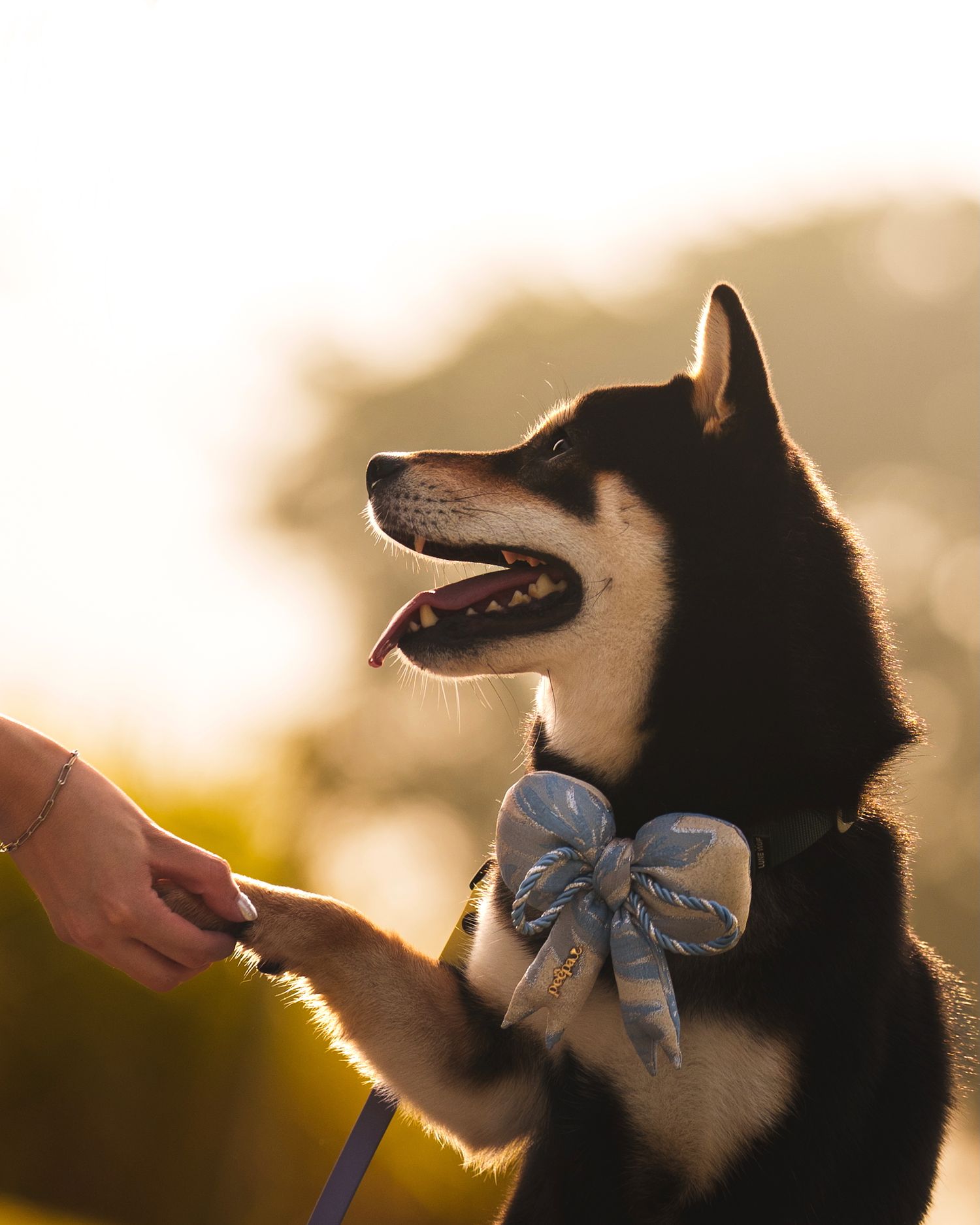 Husky dog wearing a decorative silver bow tie during golden hour.
