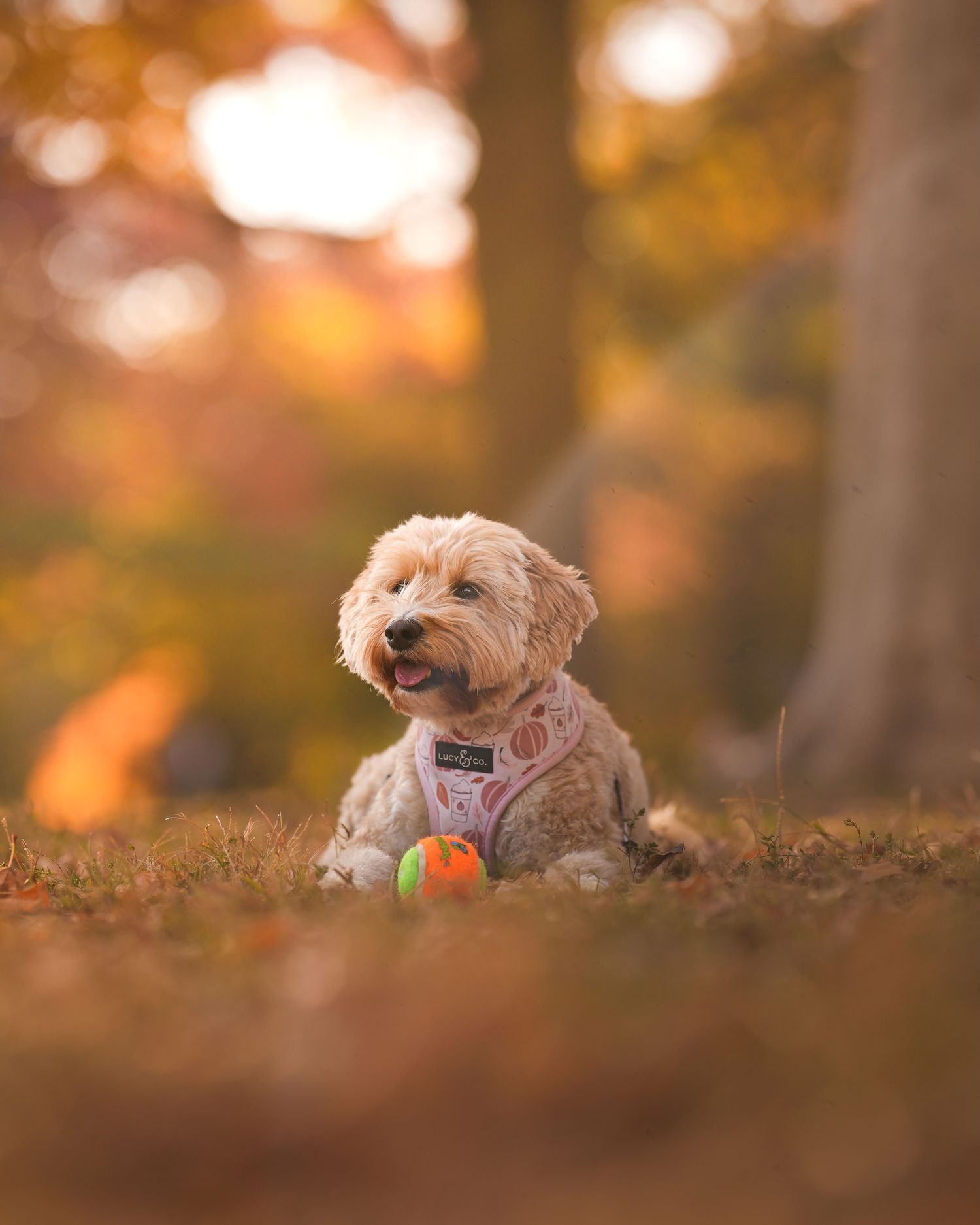Cute fluffy dog sitting in fallen autumn leaves with a ball toy in warm golden light.