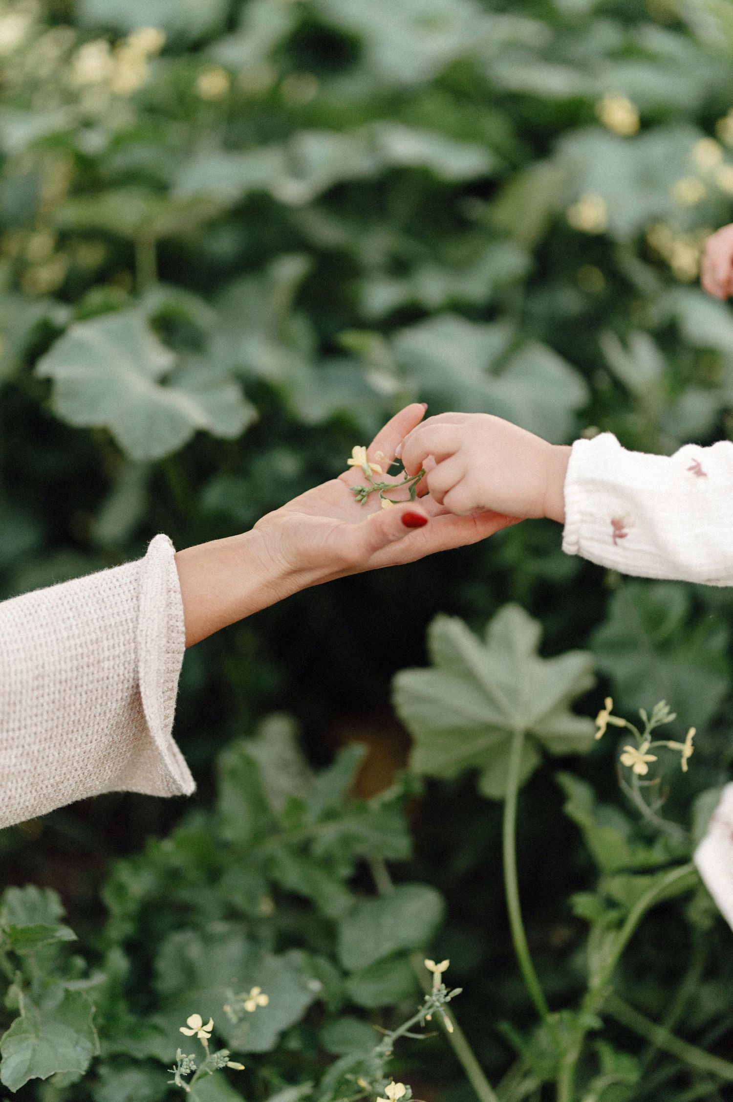 Two hands reaching to share a small delicate flower against a backdrop of green foliage and leaves.