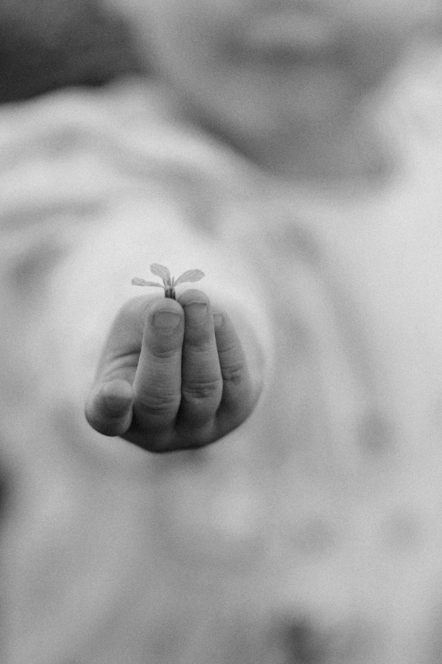 A delicate seedling sprout held gently between fingers in a black and white photograph.