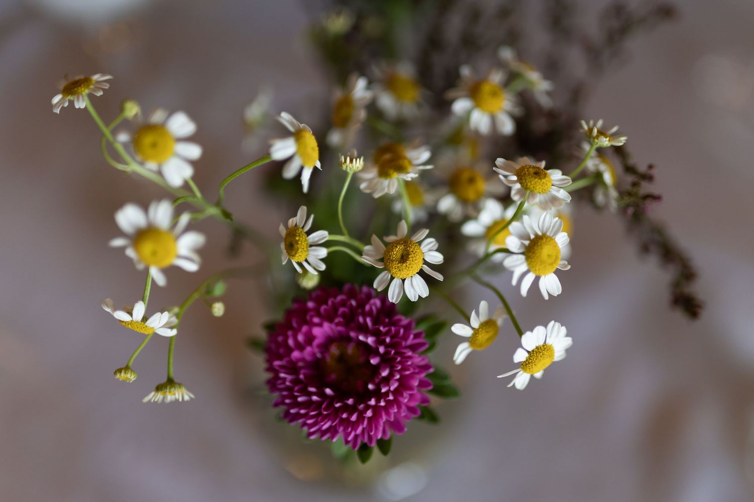 Close-up of delicate daisy flowers with purple bloom centerpiece.