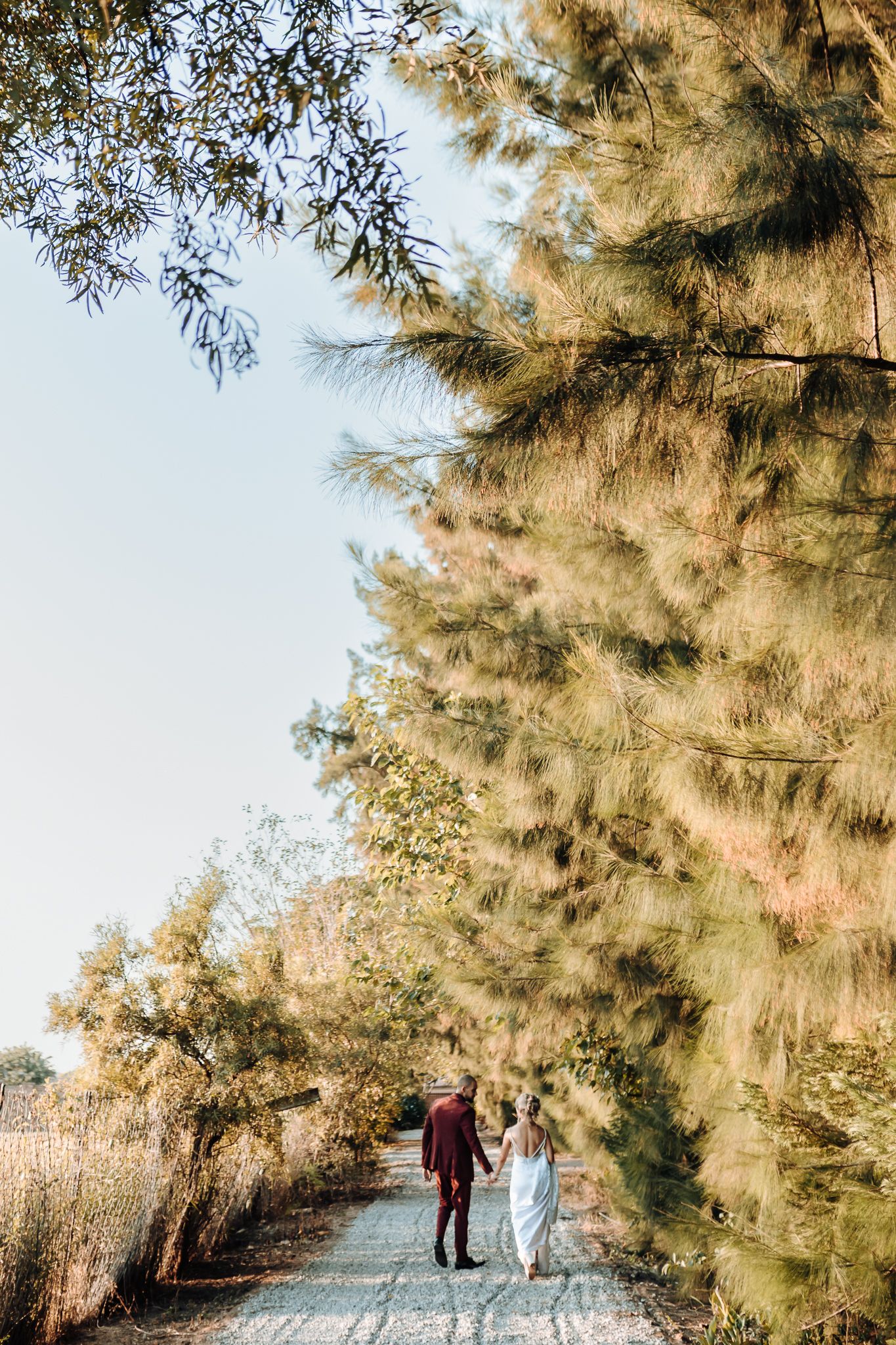 Couple walking down a path lined with tall pine trees during sunset.