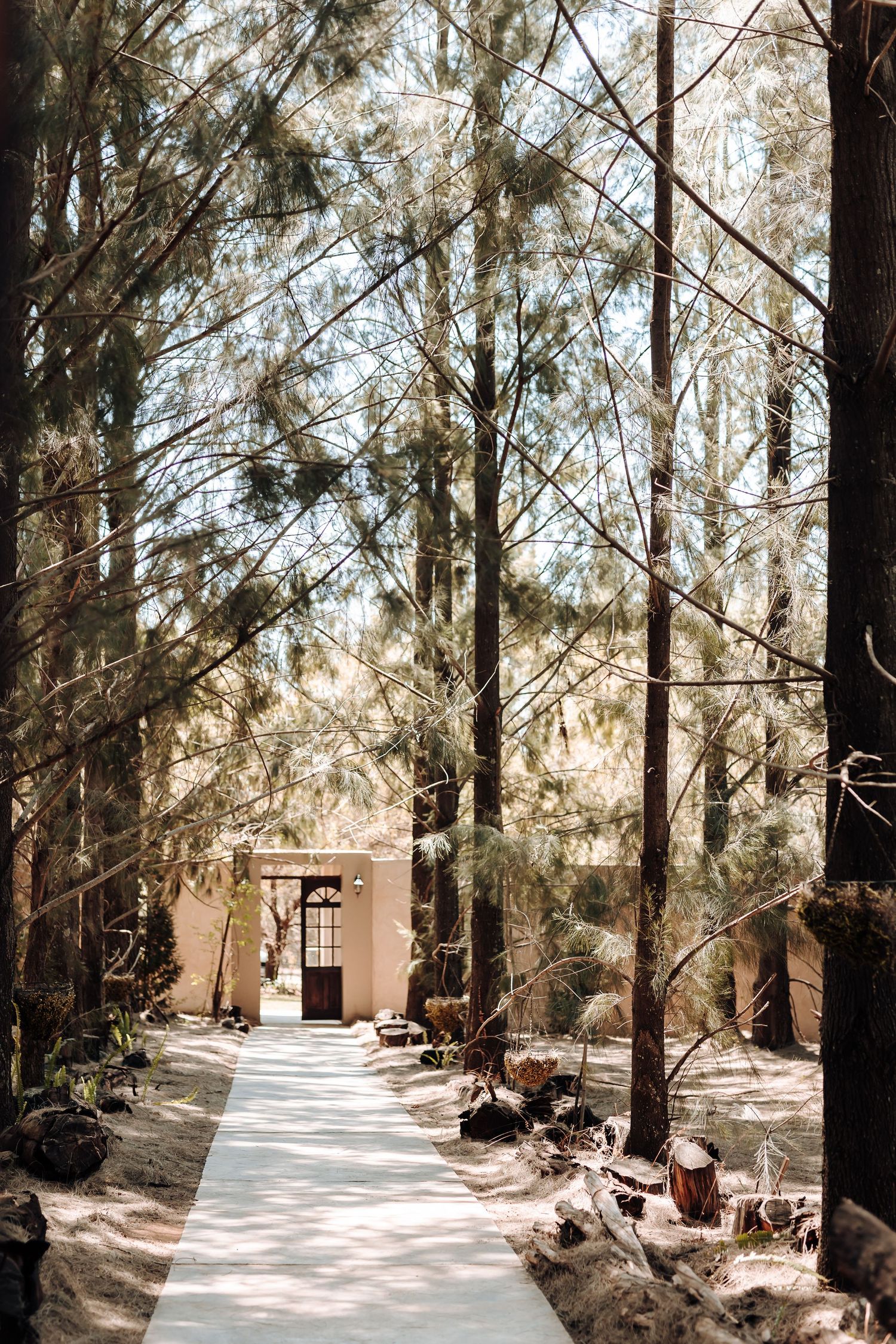 A concrete pathway through tall pine trees leads to a small brown building entrance in a forest setting.