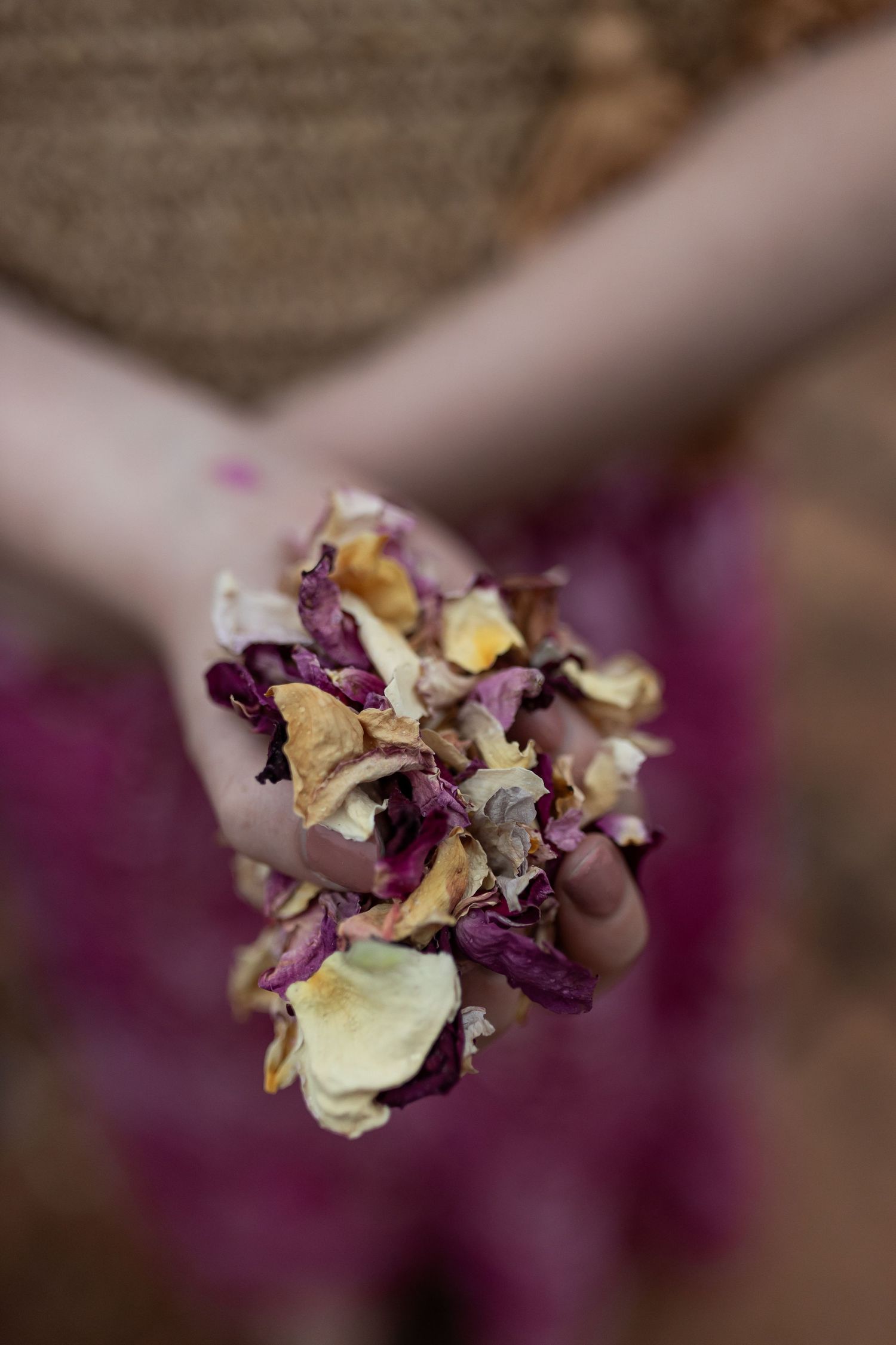 Close-up of dried purple and yellow flower petals held in a hand.