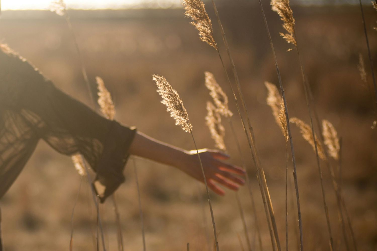 Hand reaching through golden wheat stalks at sunset.
