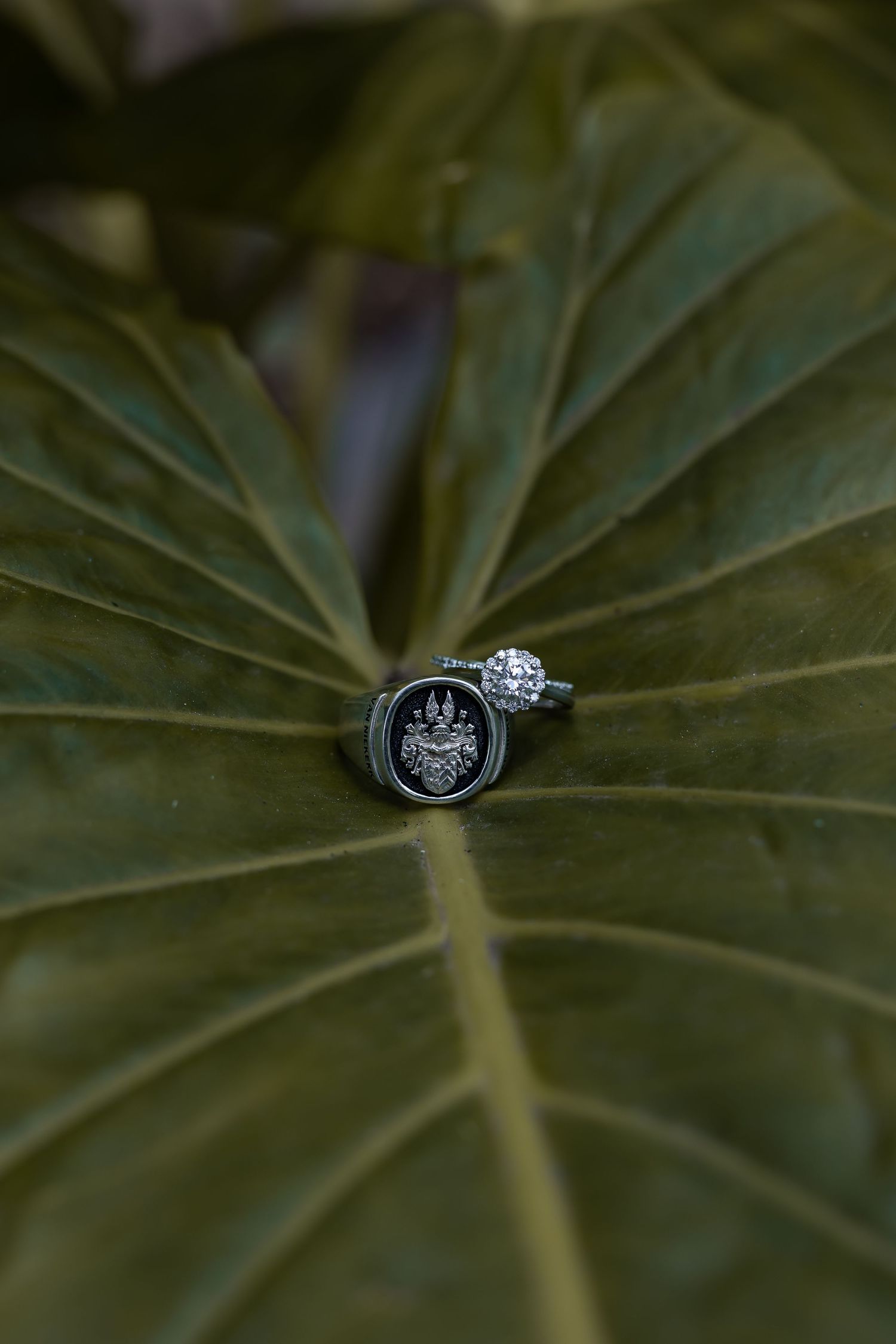 Wedding rings artistically photographed on large green tropical leaf.