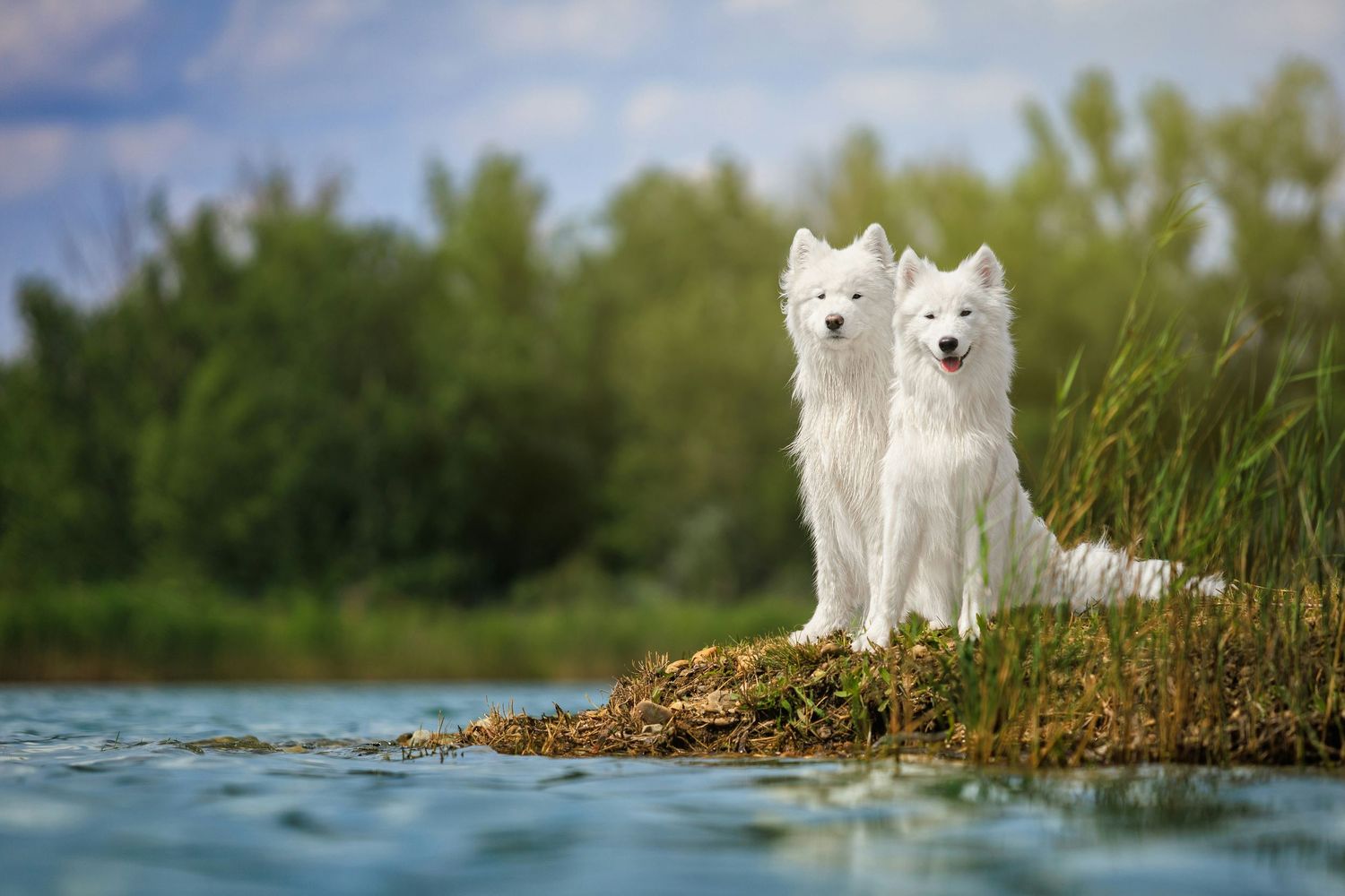 Two white Samoyed dogs pause at the water's edge in a scenic coastal landscape.