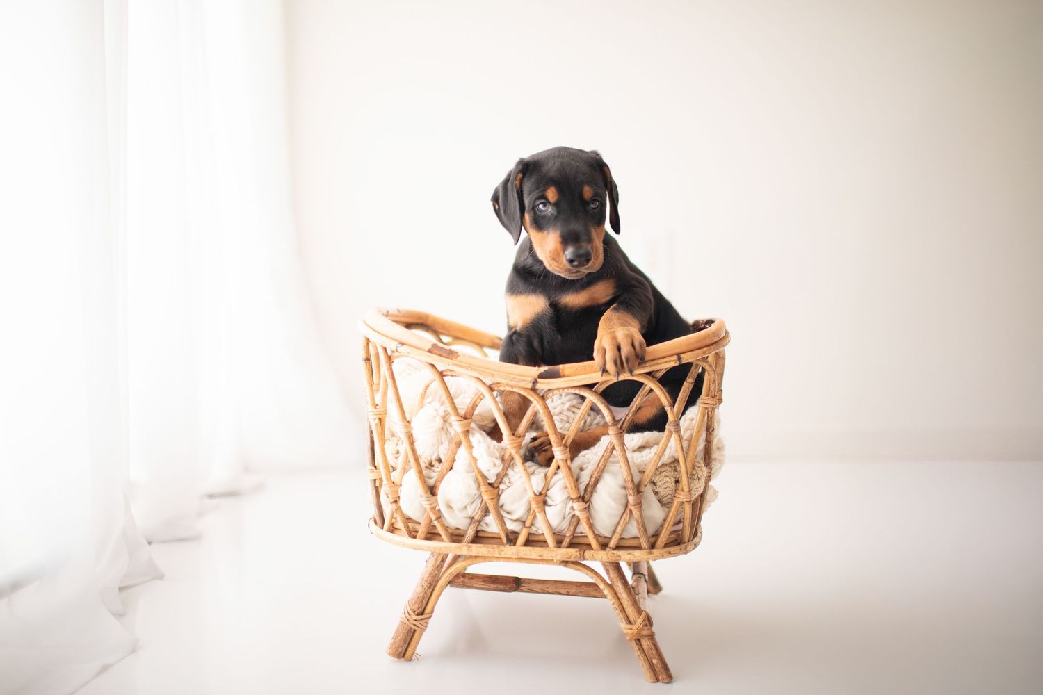 Black dog sitting in woven bamboo chair against white studio background while looking to the side.
