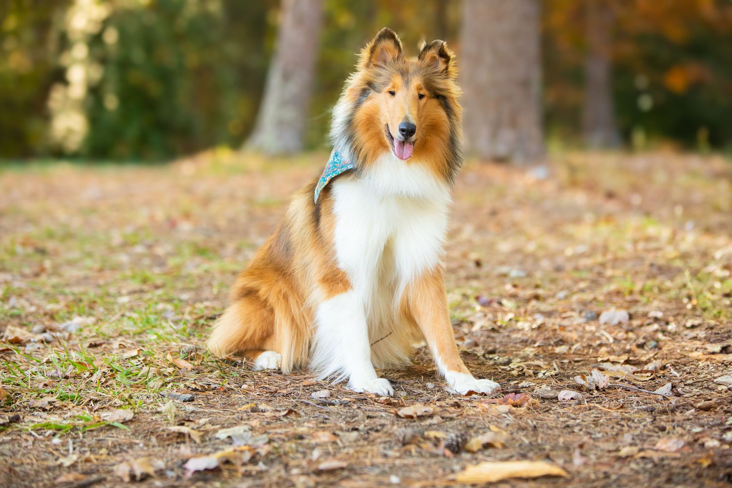 A Shetland Sheepdog stands proudly in autumn leaves on a woodland path, showing its fluffy coat and alert expression.