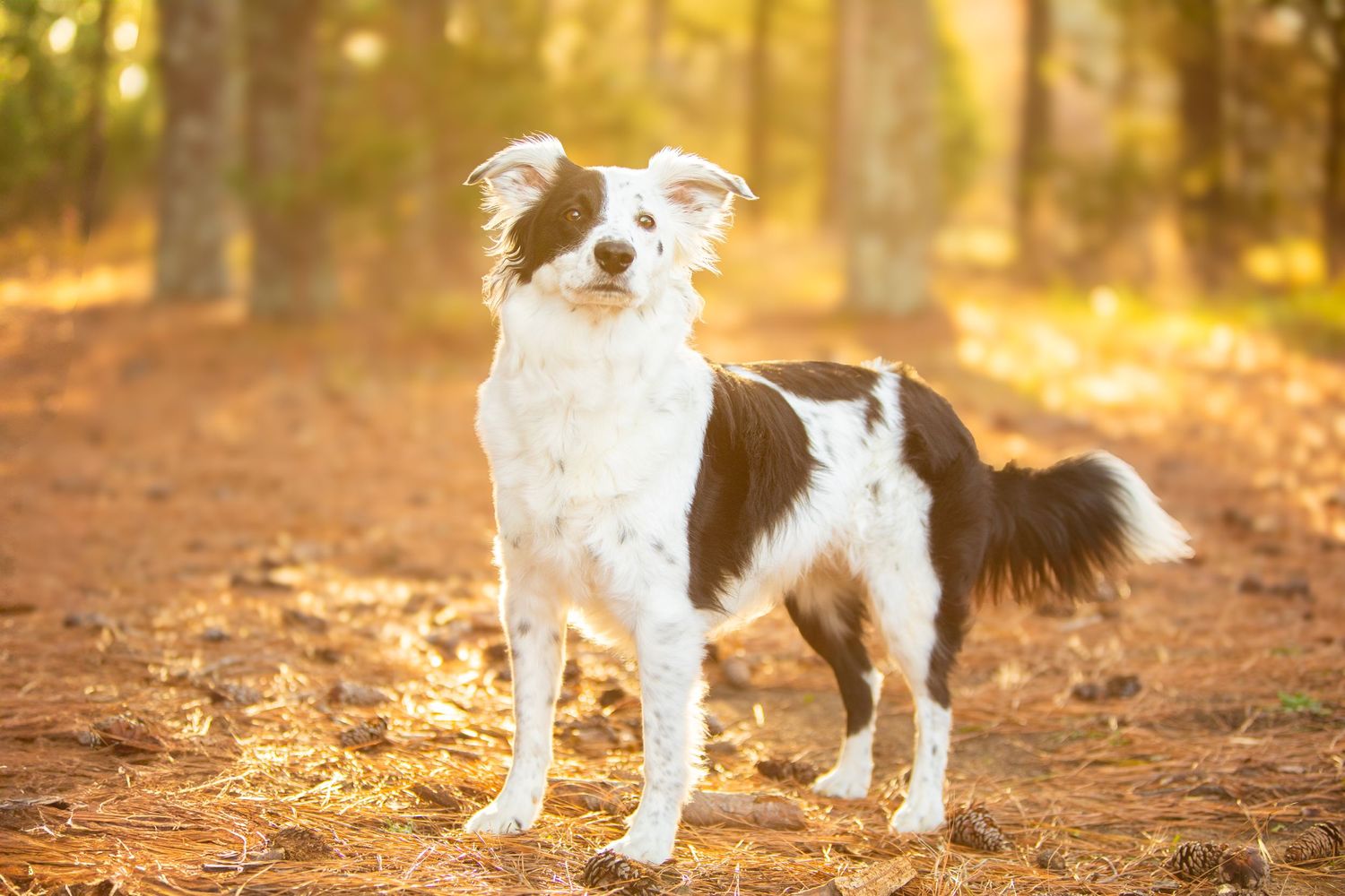 Border collie dog standing on a forest trail in golden autumn sunlight.