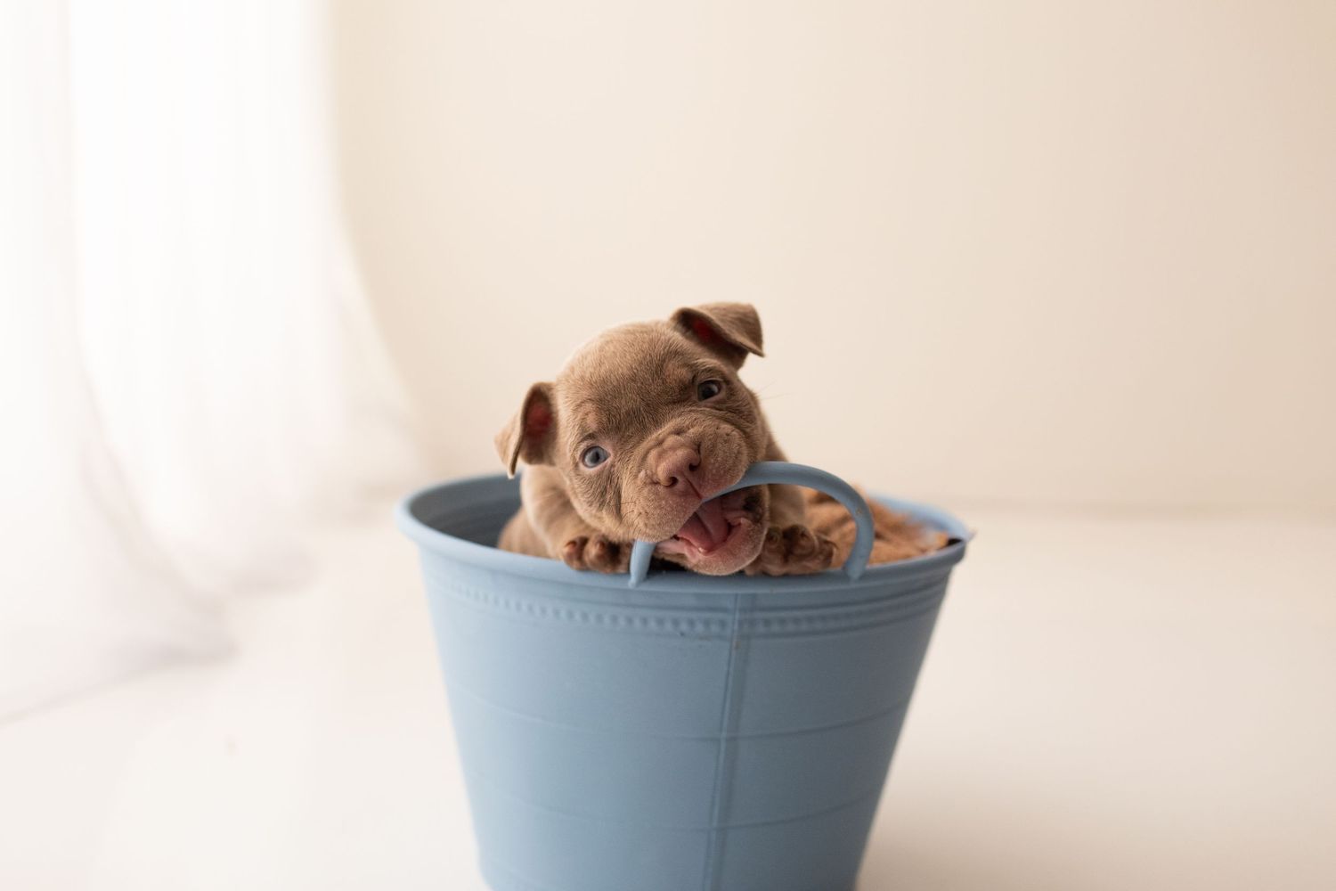 Adorable brown French Bulldog puppy resting inside a light blue plastic storage container.