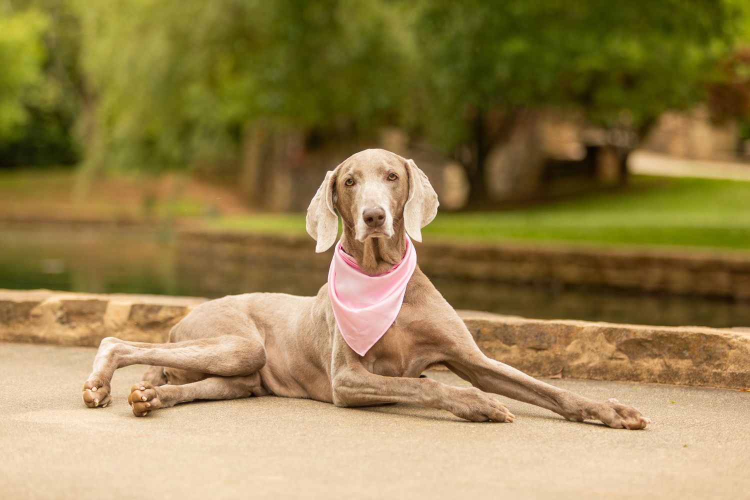 Weimaraner dog wearing pink bandana lies elegantly on stone wall in outdoor park setting.